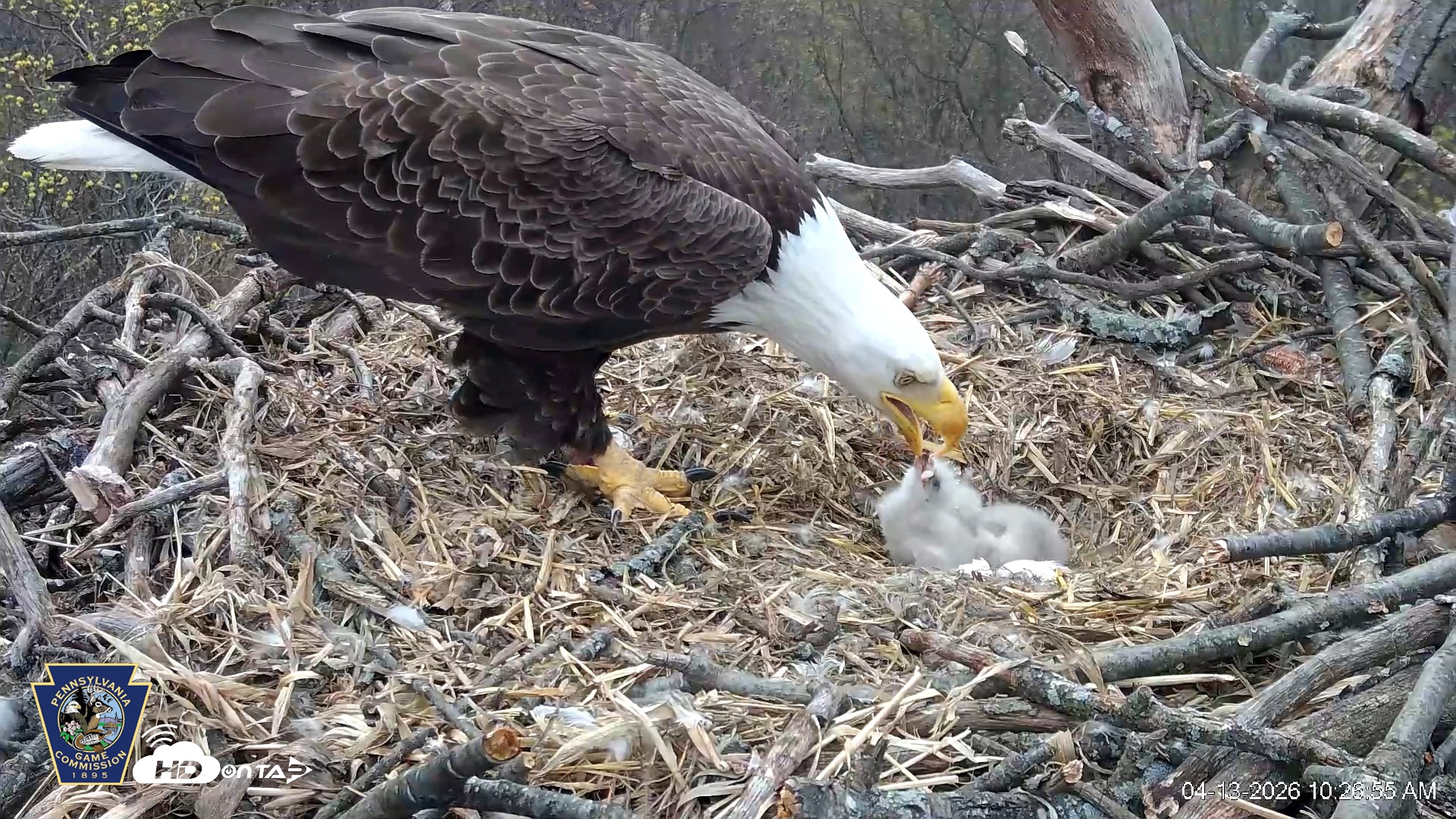 Snapshot of Hanover Eagles Live Cam taken Apr 13, 2026, 10:27am EDT