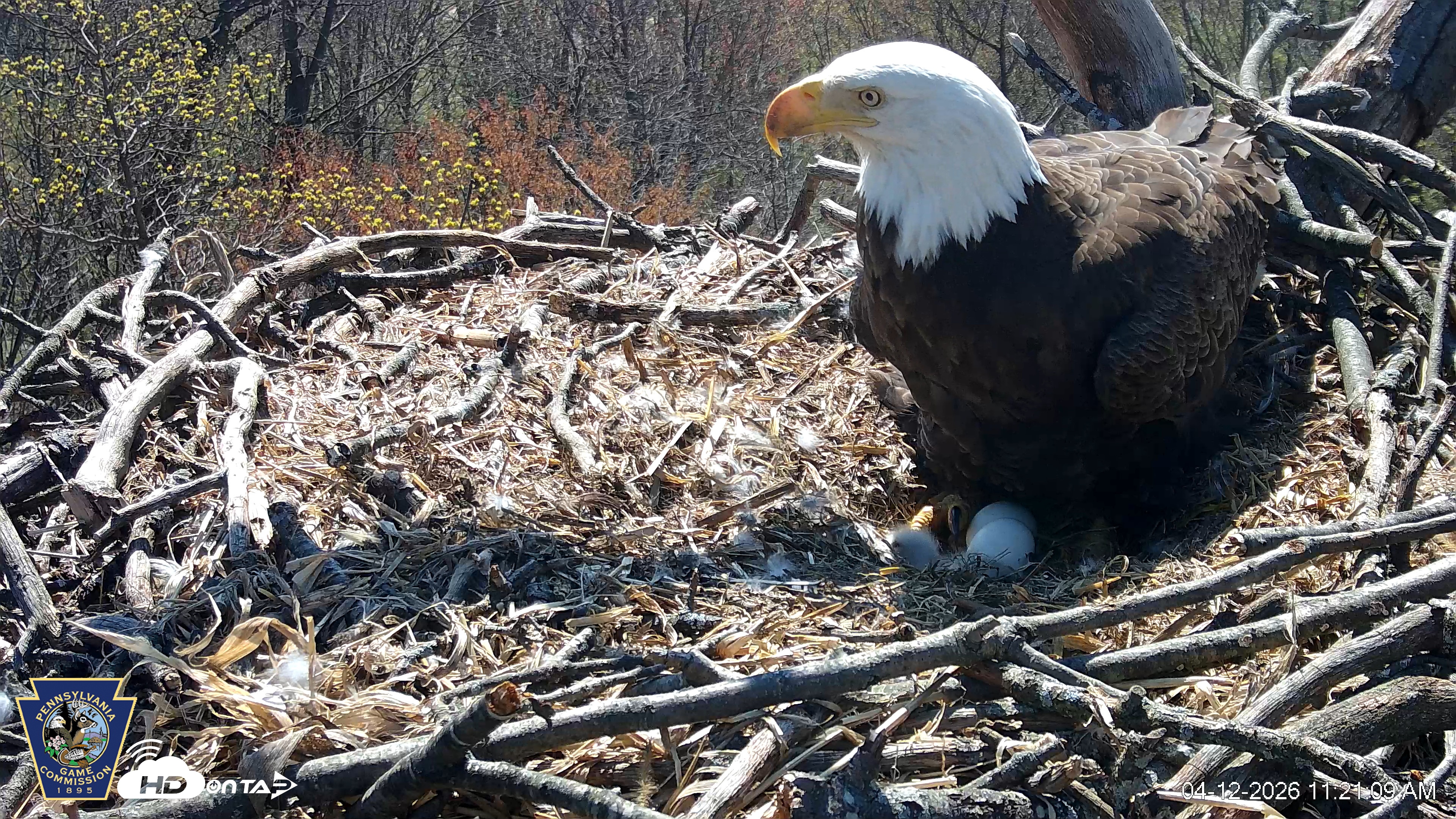 Snapshot of Hanover Eagles Live Cam taken Apr 12, 2026, 11:21am EDT