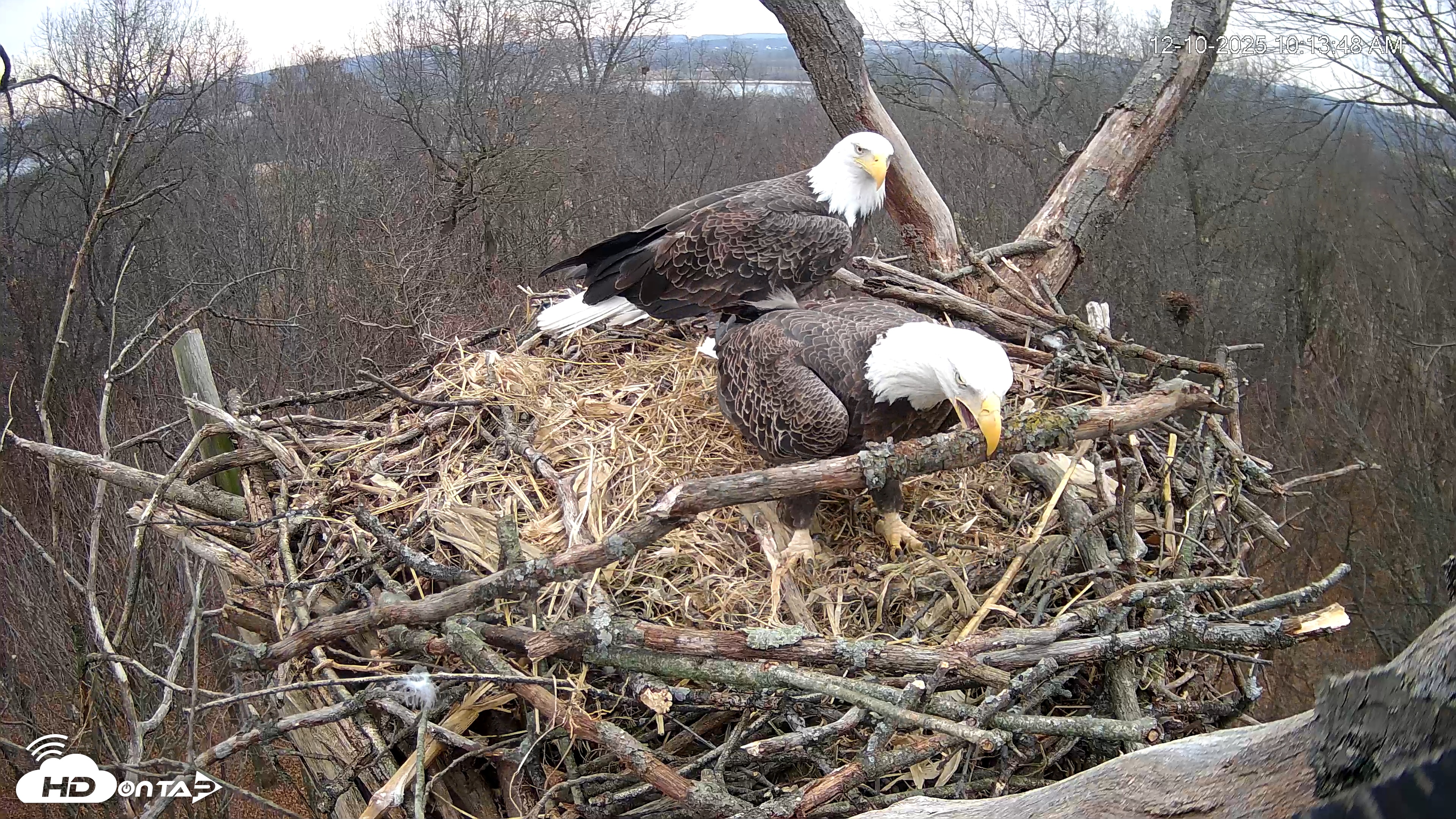 Snapshot of Hanover Eagles Live Cam taken Dec 10, 2025, 10:14am EST