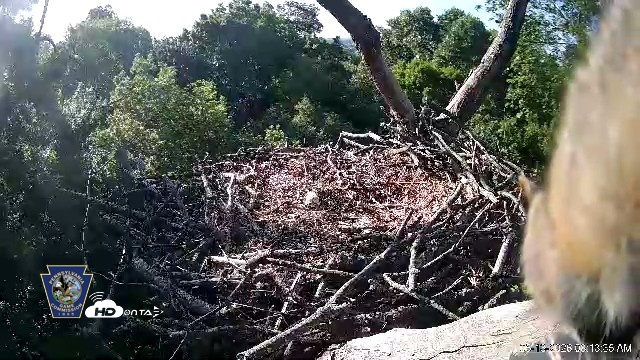 Snapshot of Hanover Eagles Live Cam taken May 13, 2026, 8:14am EDT