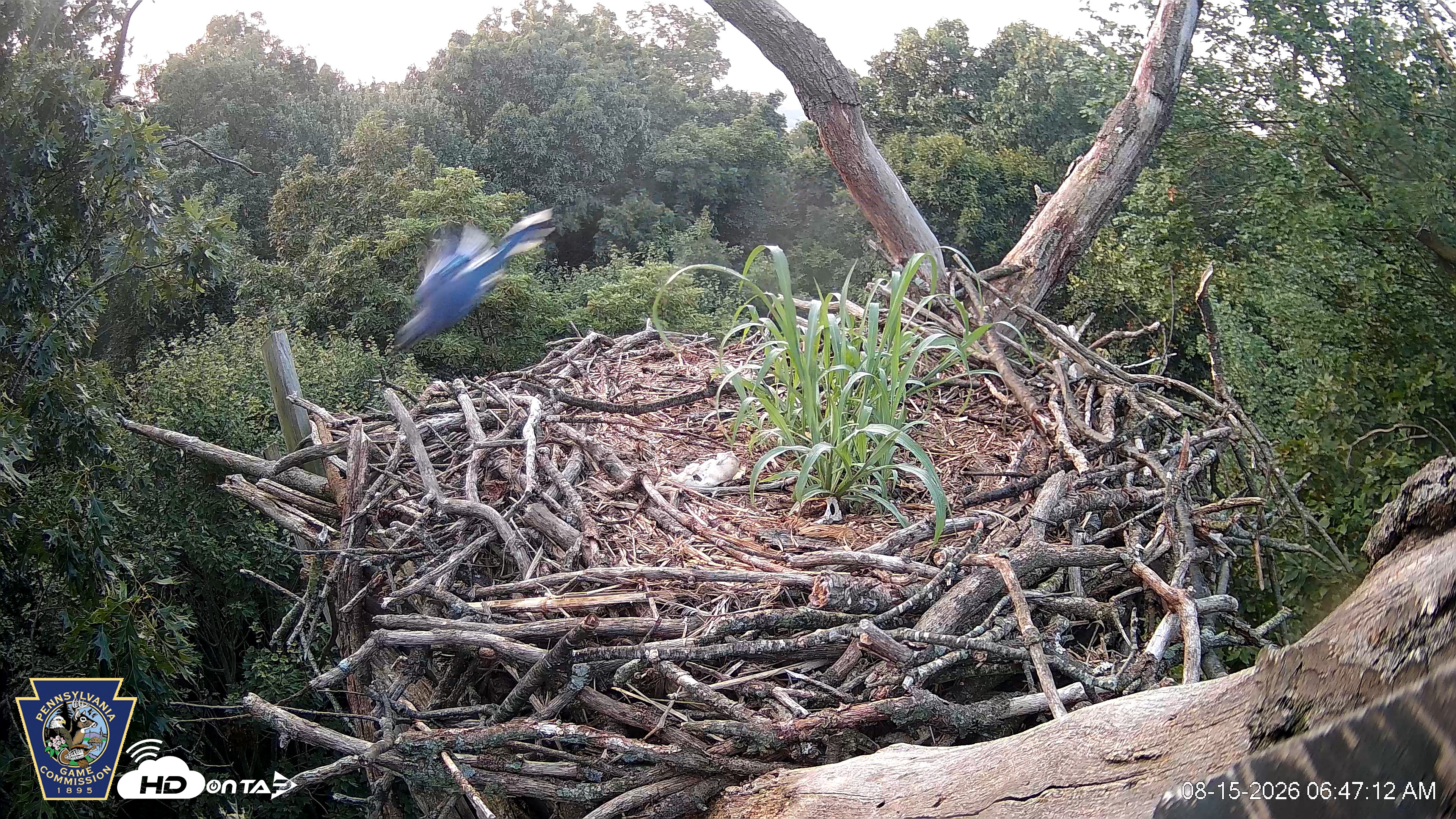 Snapshot of Hanover Eagles Live Cam taken Aug 15, 2026, 6:48am EDT