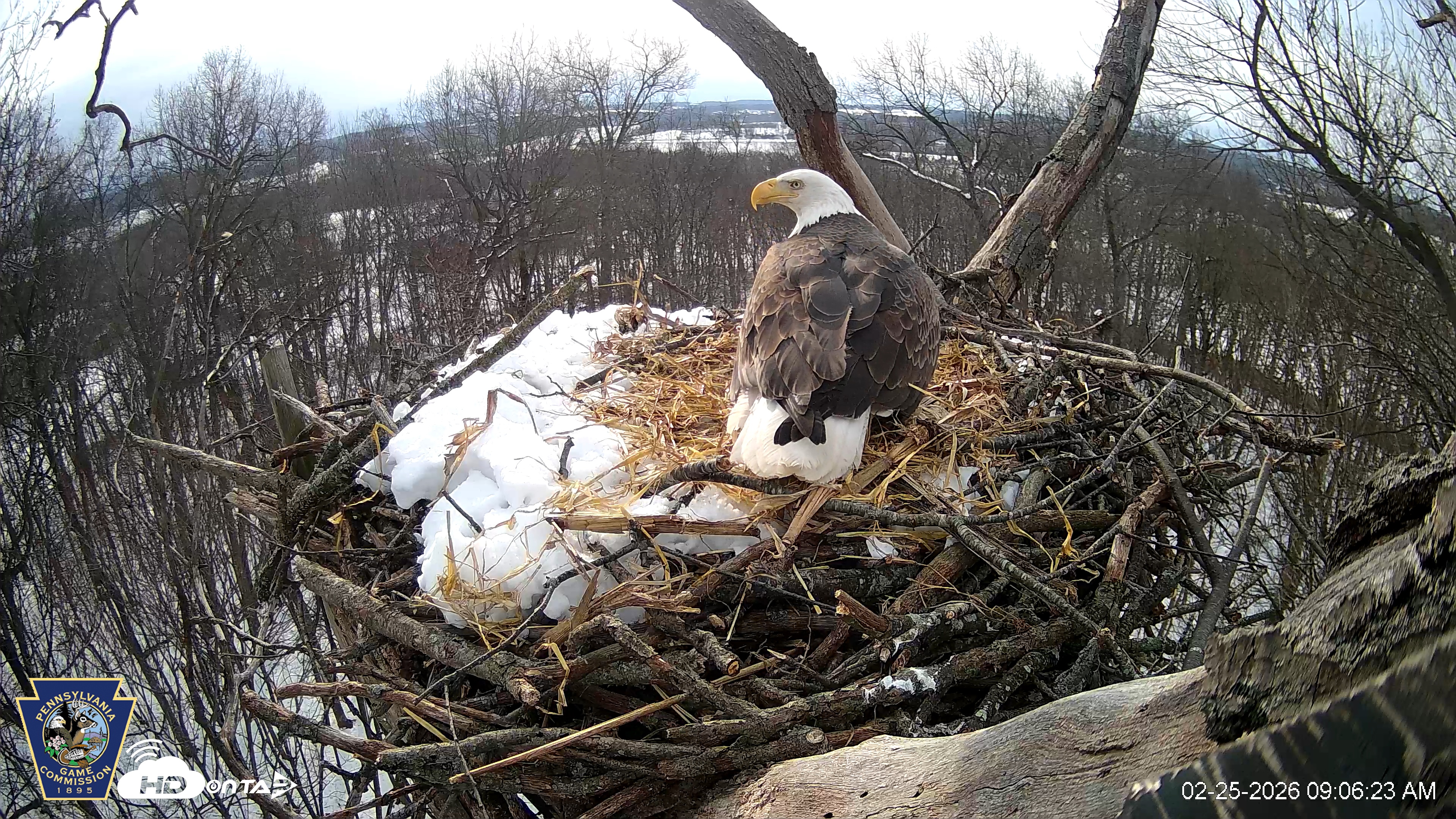 Snapshot of Hanover Eagles Live Cam taken Feb 25, 2026, 9:07am EST