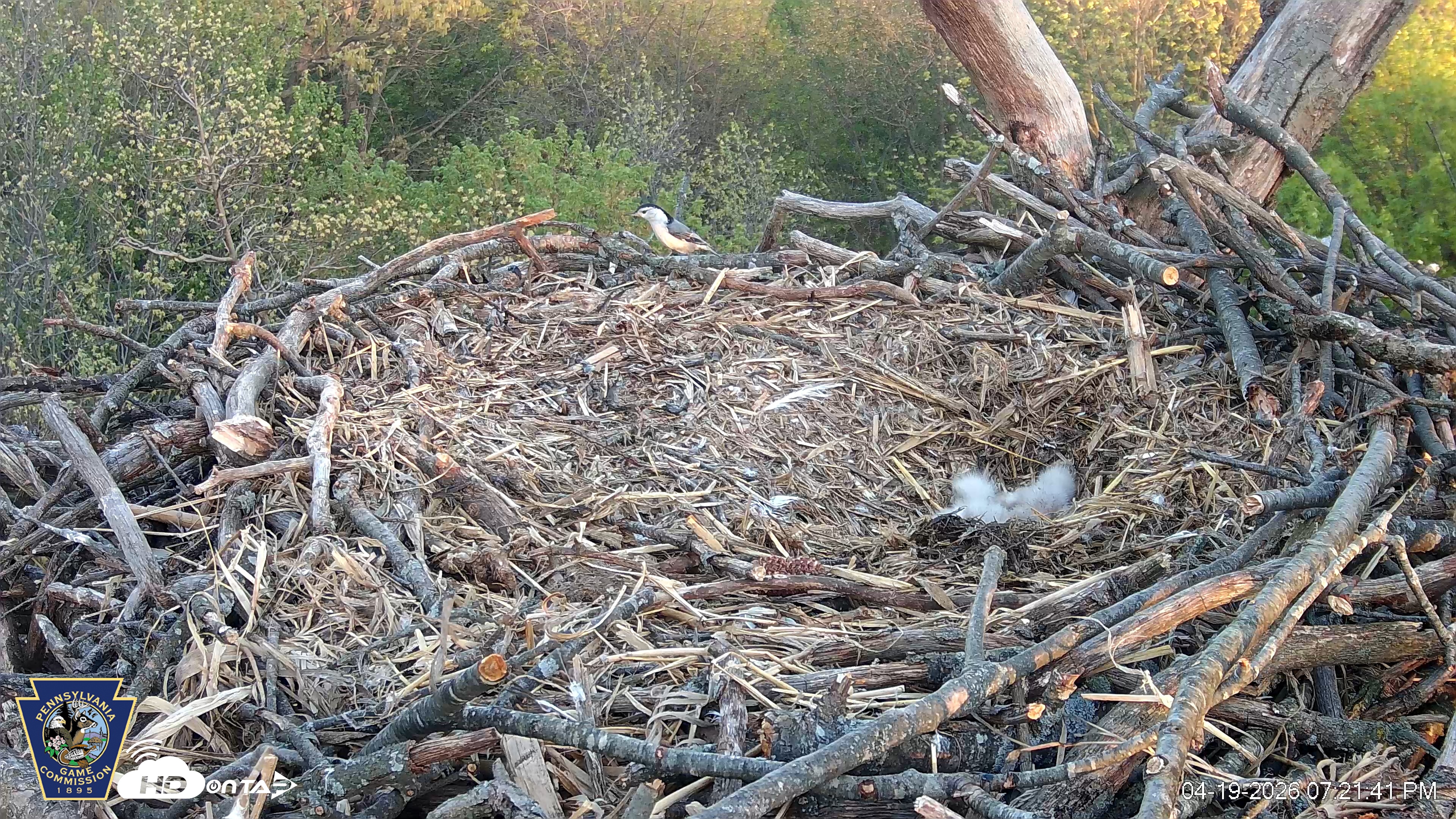 Snapshot of Hanover Eagles Live Cam taken Apr 19, 2026, 7:21pm EDT
