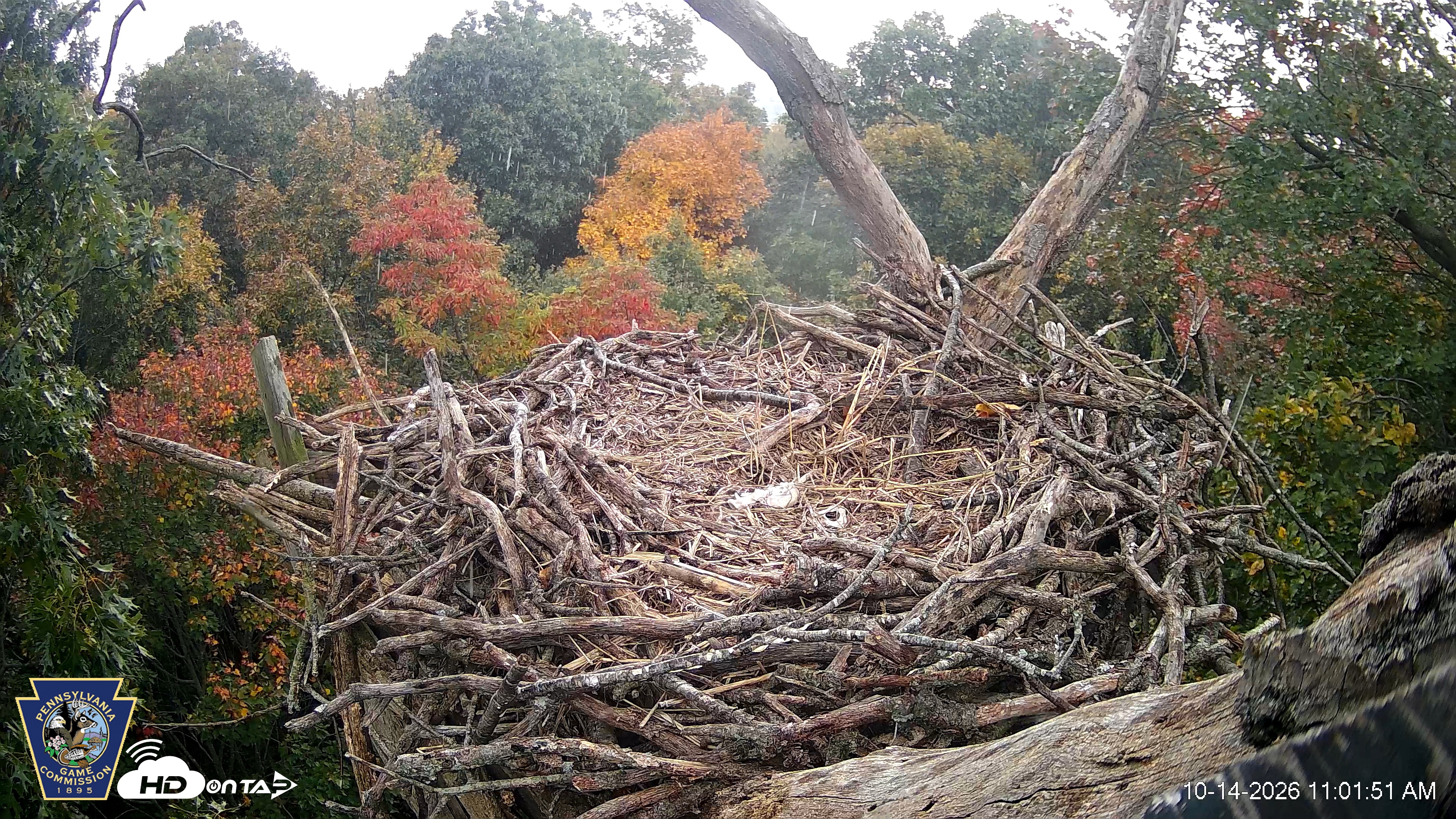 Snapshot of Hanover Eagles Live Cam taken Oct 14, 2026, 11:03am EDT