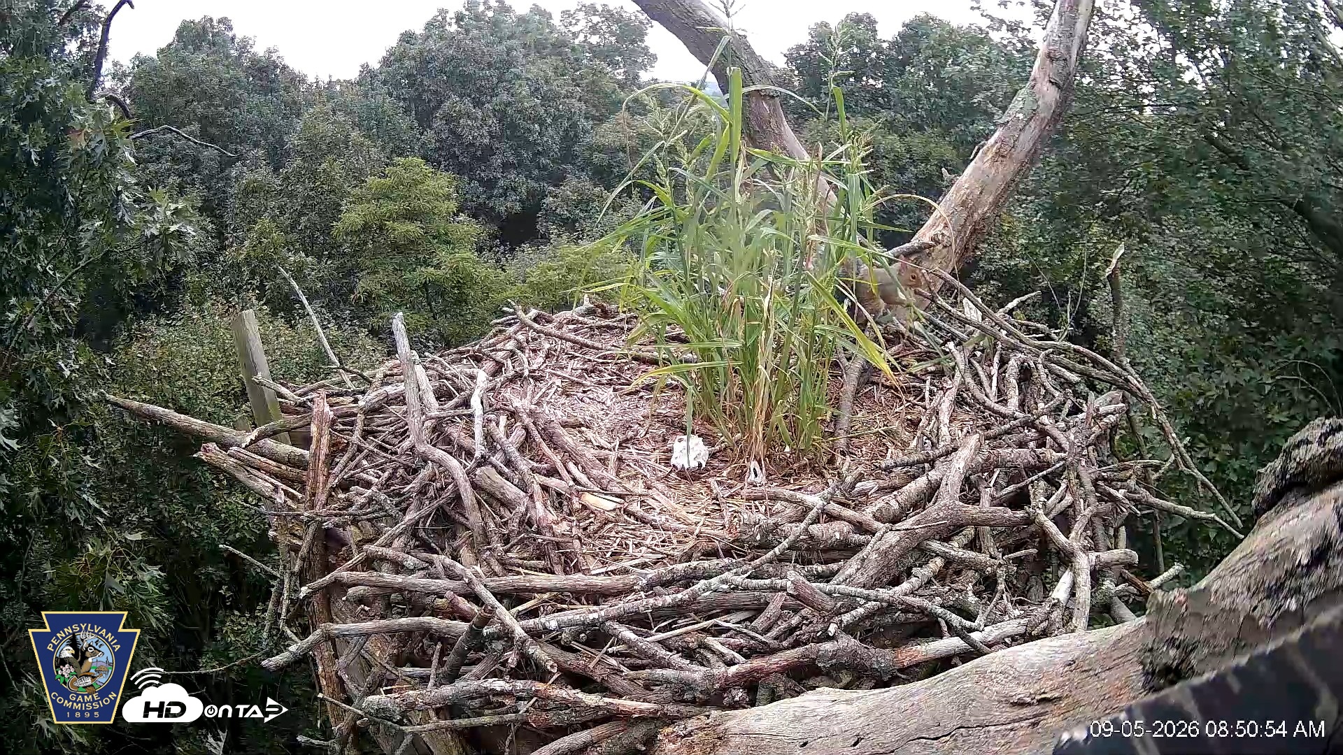 Snapshot of Hanover Eagles Live Cam taken Sep 5, 2026, 8:51am EDT
