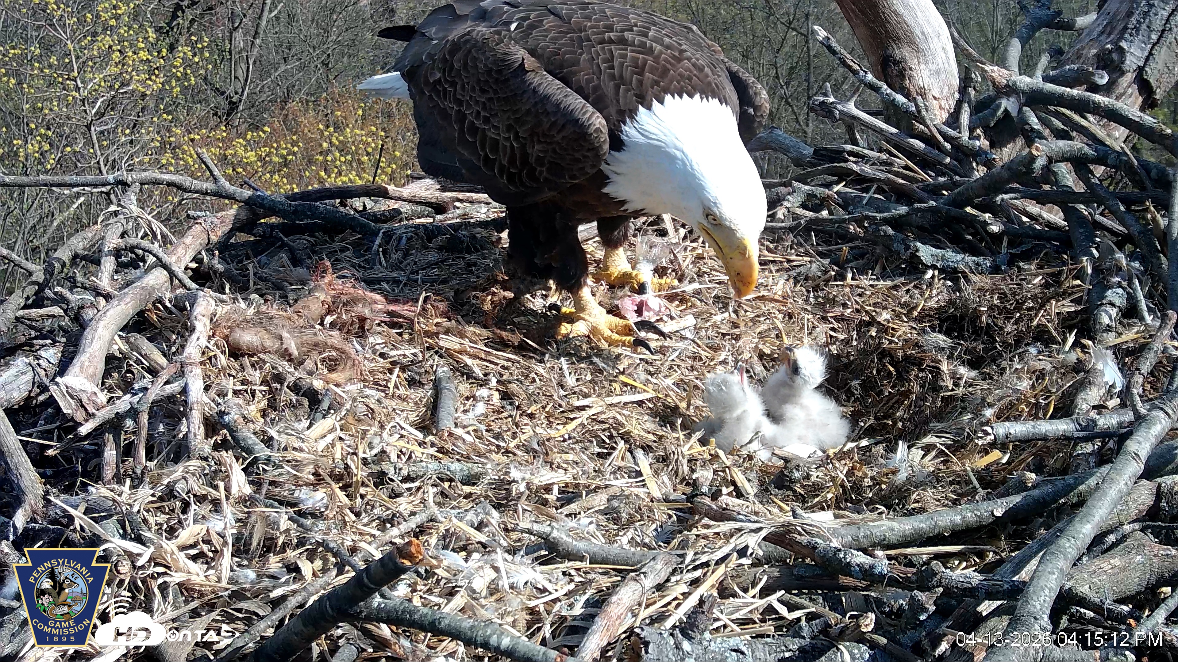 Snapshot of Hanover Eagles Live Cam taken Apr 13, 2026, 4:15pm EDT