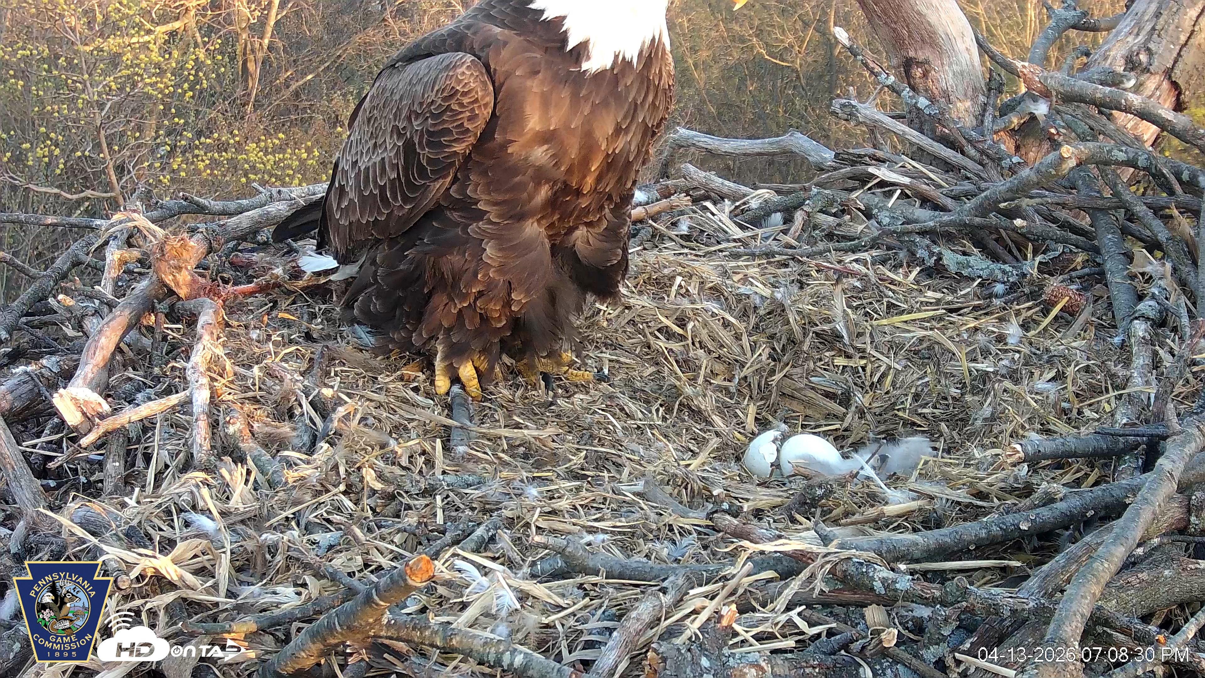 Snapshot of Hanover Eagles Live Cam taken Apr 13, 2026, 7:08pm EDT