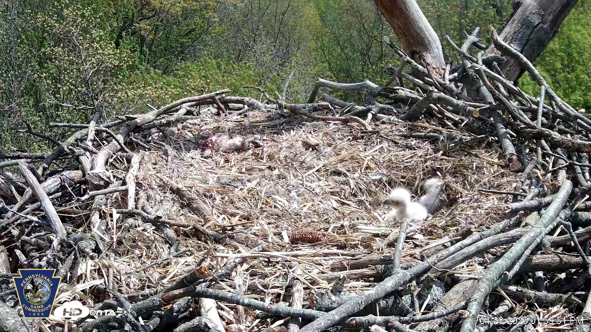 Snapshot of Hanover Eagles Live Cam taken Apr 20, 2026, 2:00pm EDT