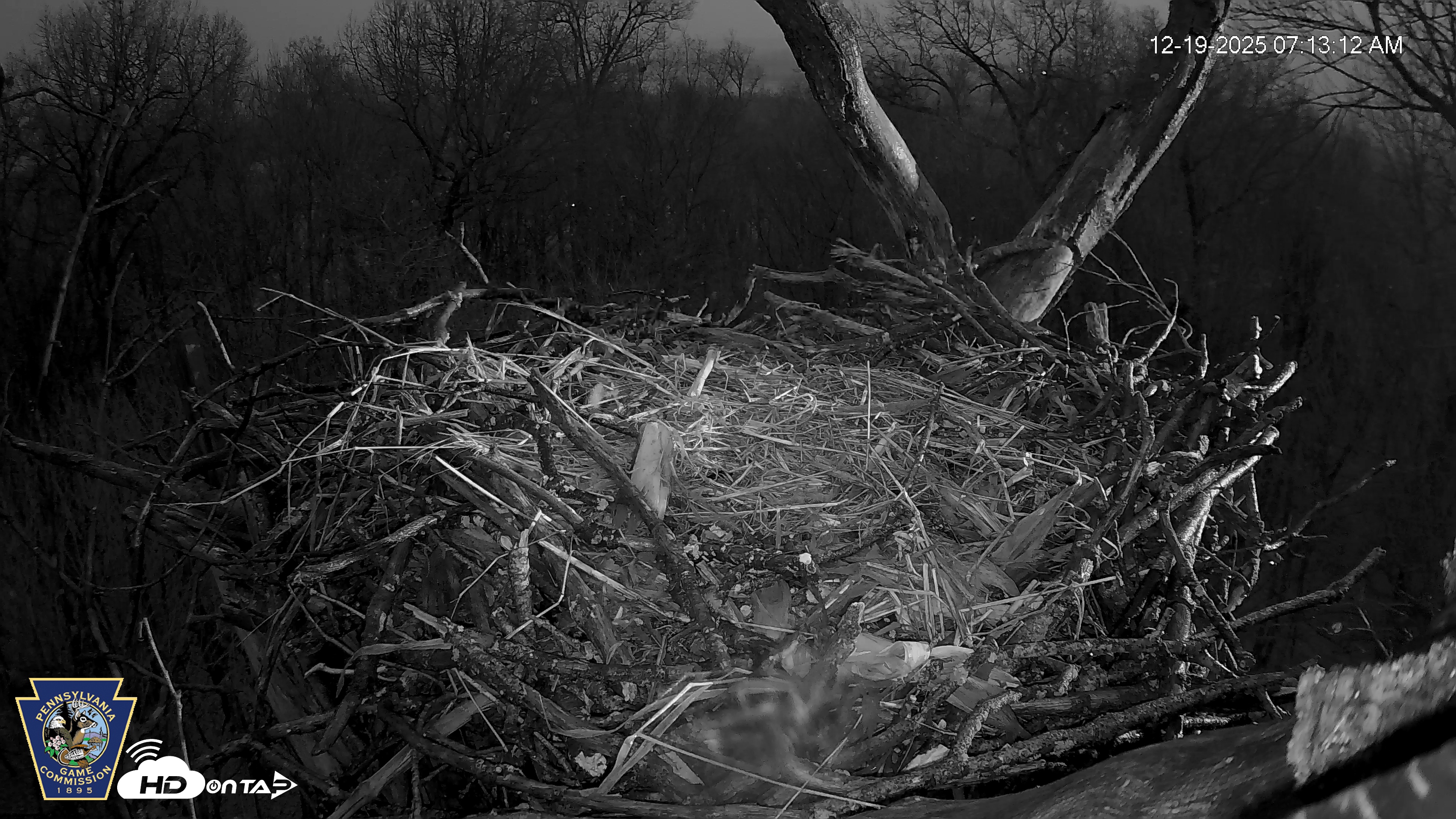 Snapshot of Hanover Eagles Live Cam taken Dec 19, 2025, 7:13am EST
