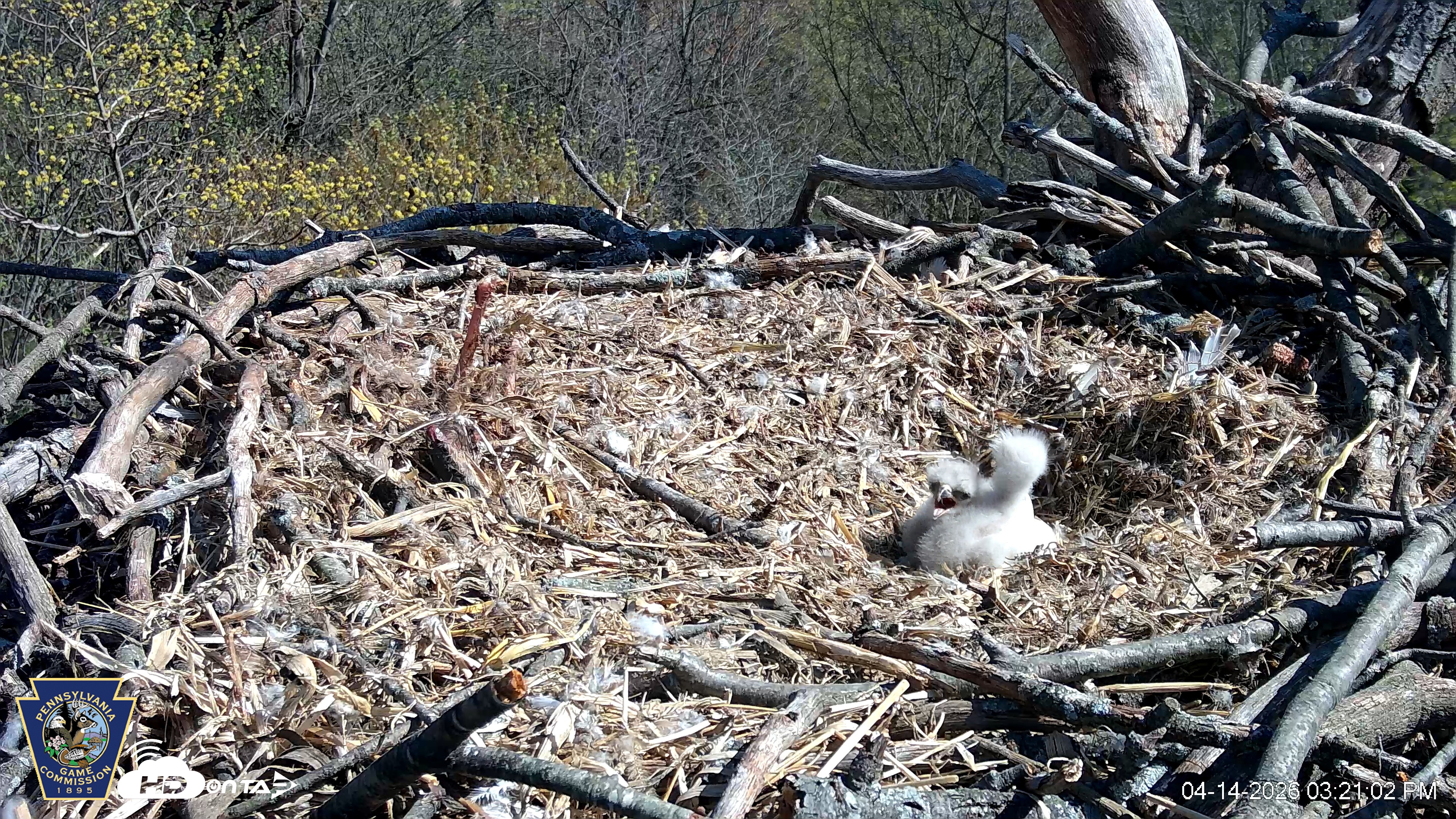 Snapshot of Hanover Eagles Live Cam taken Apr 14, 2026, 3:21pm EDT