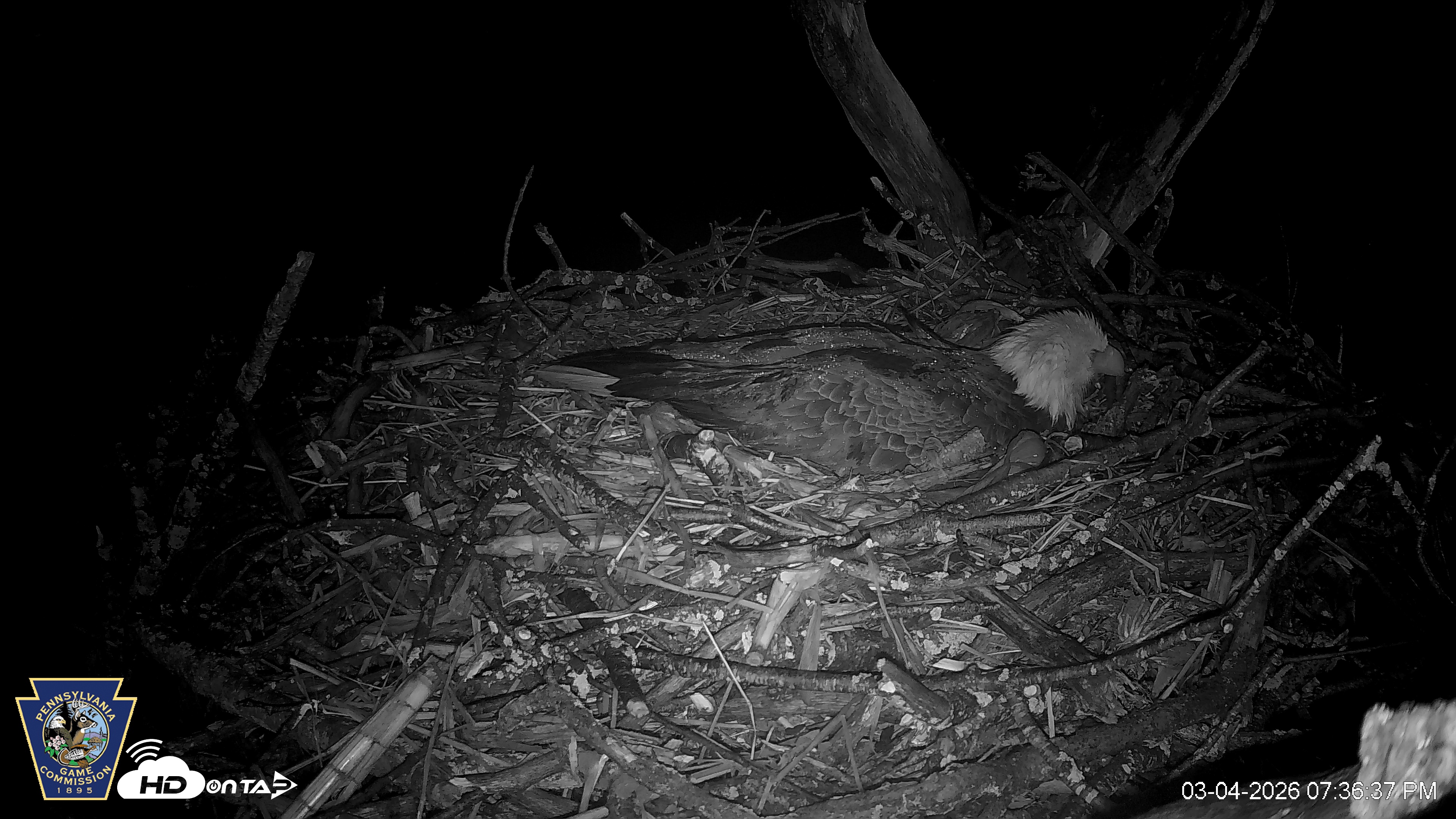Snapshot of Hanover Eagles Live Cam taken Mar 4, 2026, 7:37pm EST