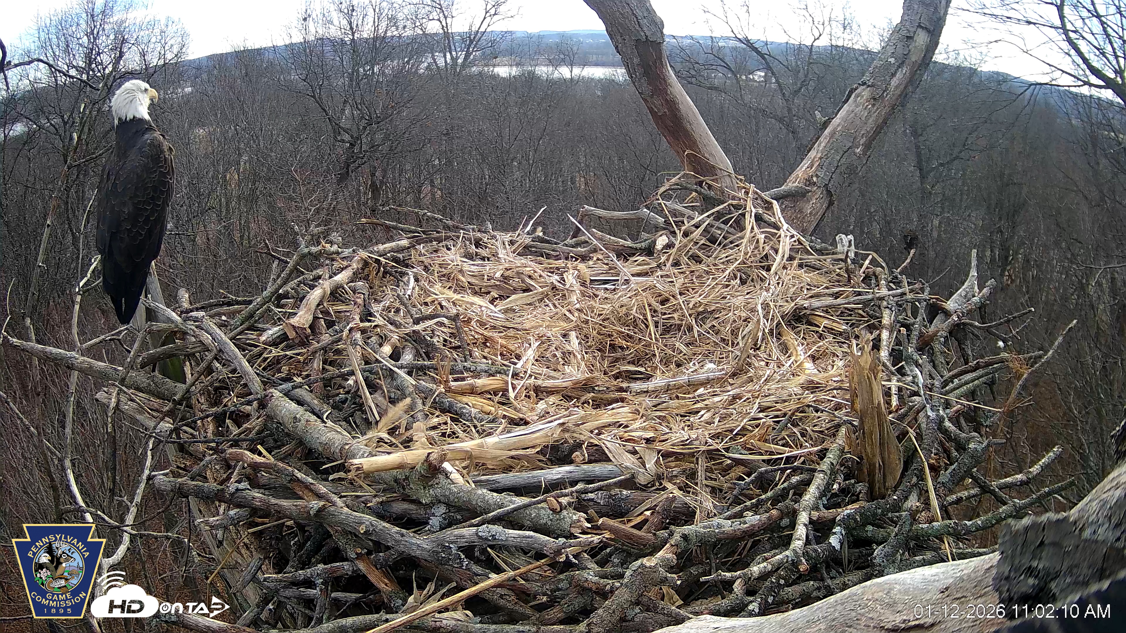 Snapshot of Hanover Eagles Live Cam taken Jan 12, 2026, 11:02am EST