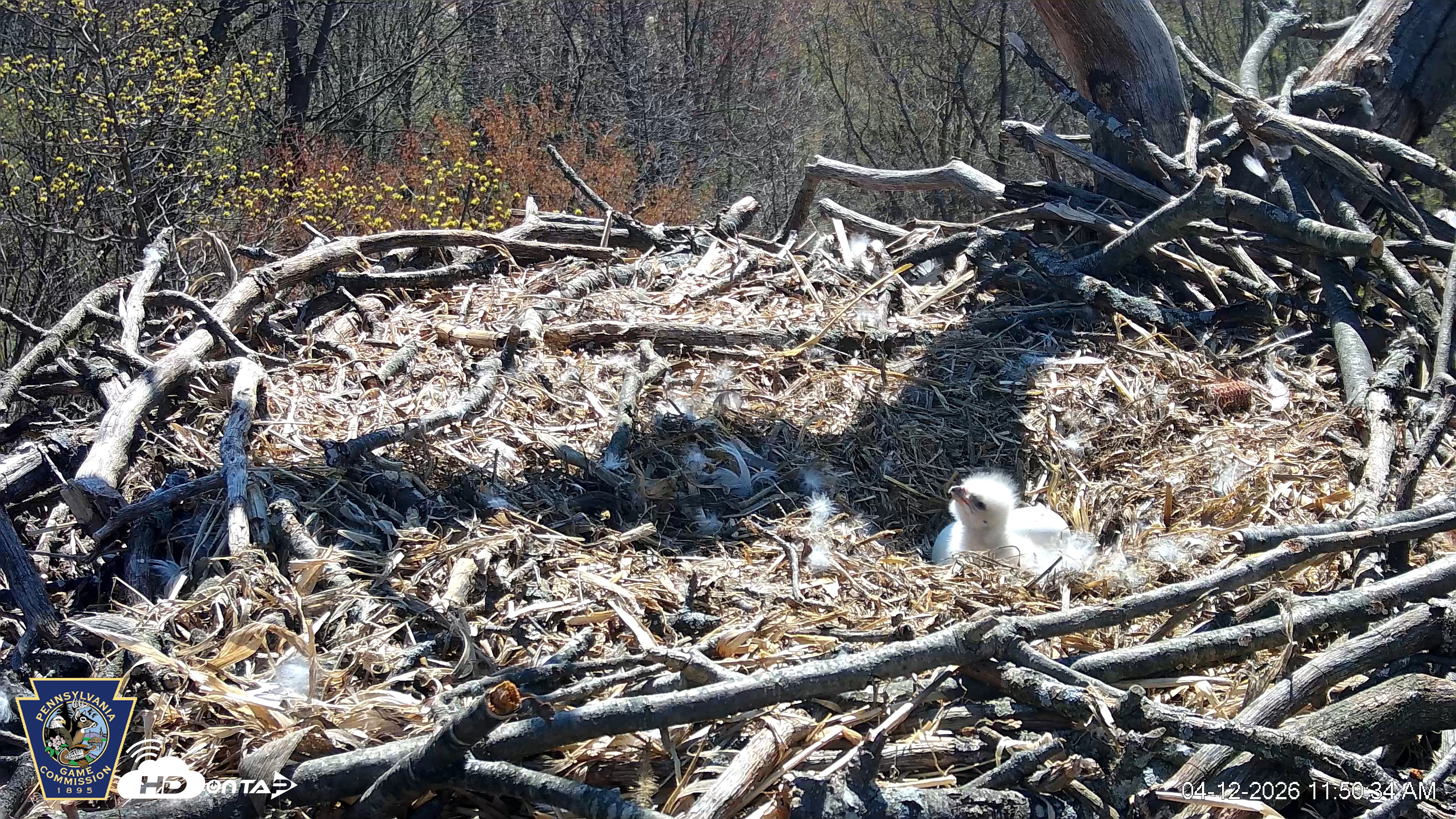 Snapshot of Hanover Eagles Live Cam taken Apr 12, 2026, 11:51am EDT
