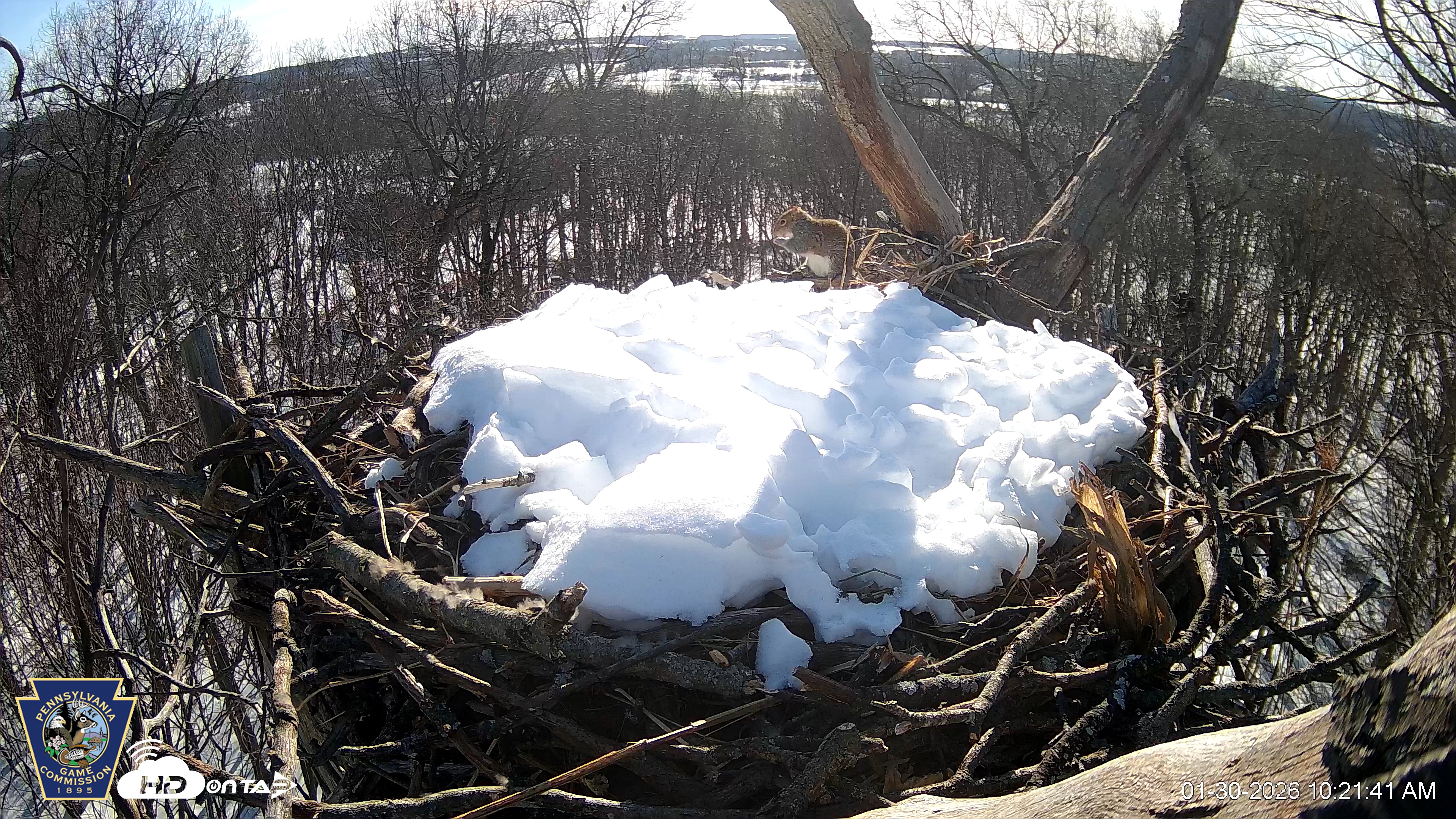 Snapshot of Hanover Eagles Live Cam taken Jan 30, 2026, 10:22am EST
