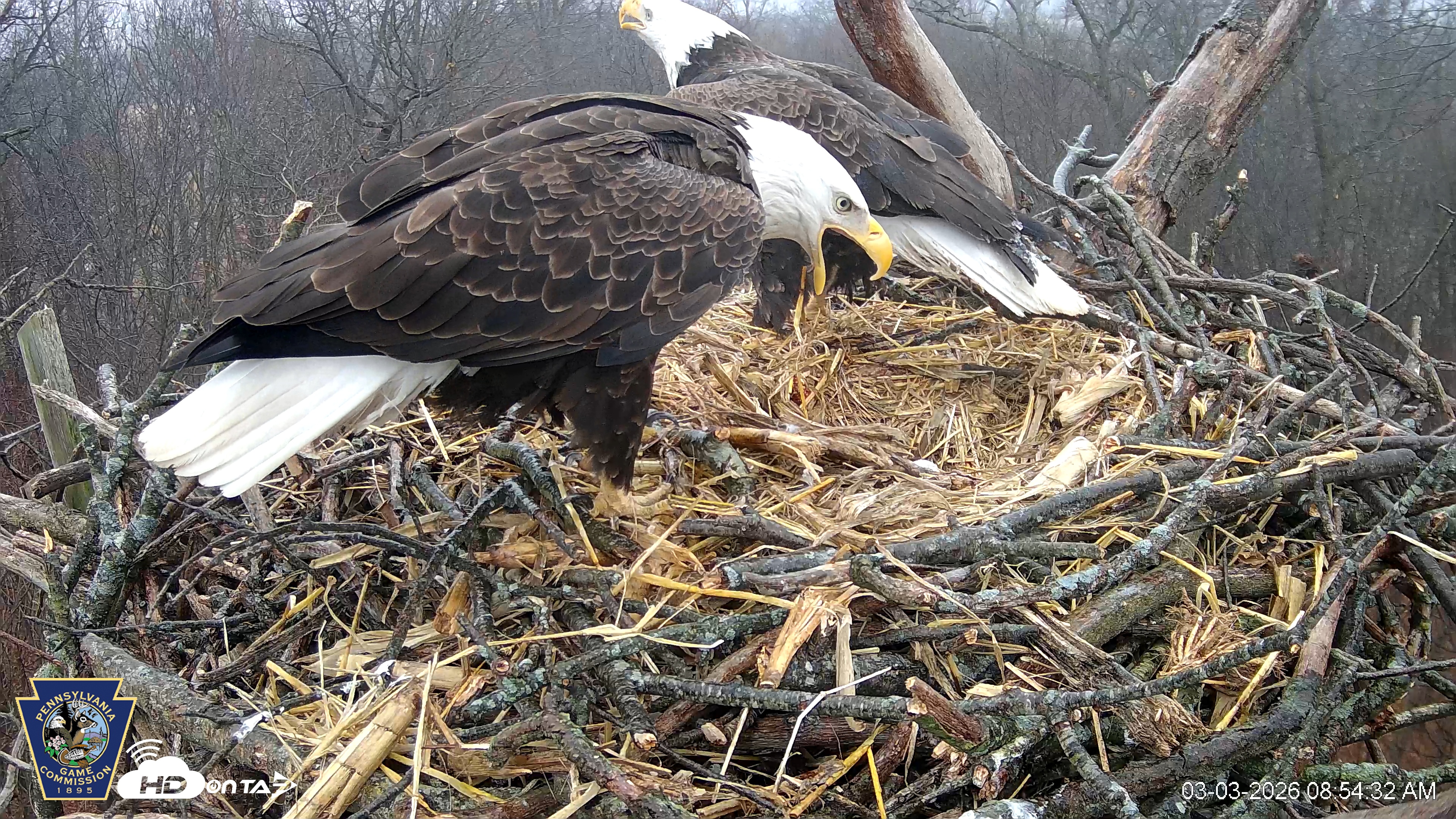 Snapshot of Hanover Eagles Live Cam taken Mar 3, 2026, 8:55am EST