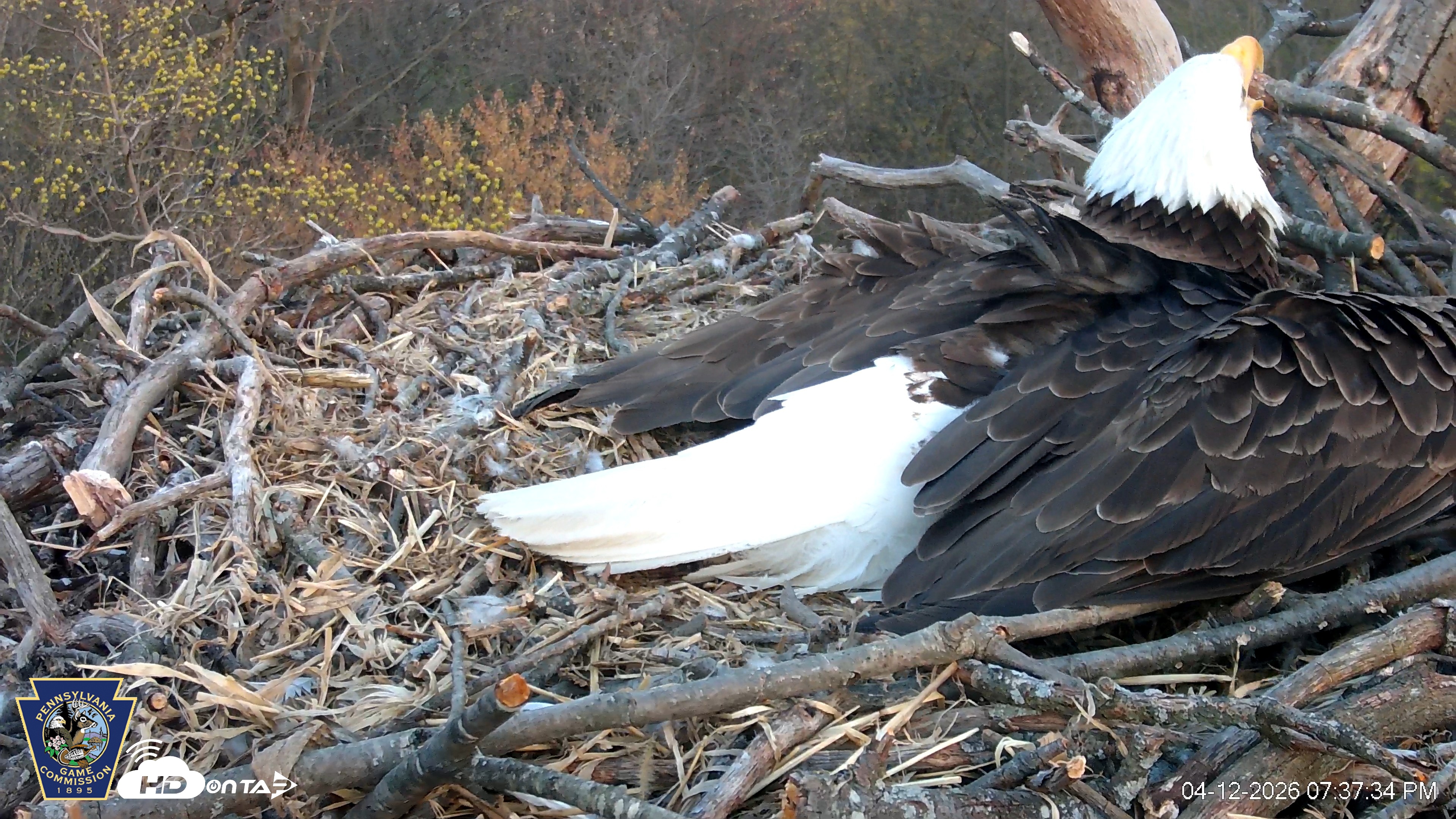 Snapshot of Hanover Eagles Live Cam taken Apr 12, 2026, 7:38pm EDT