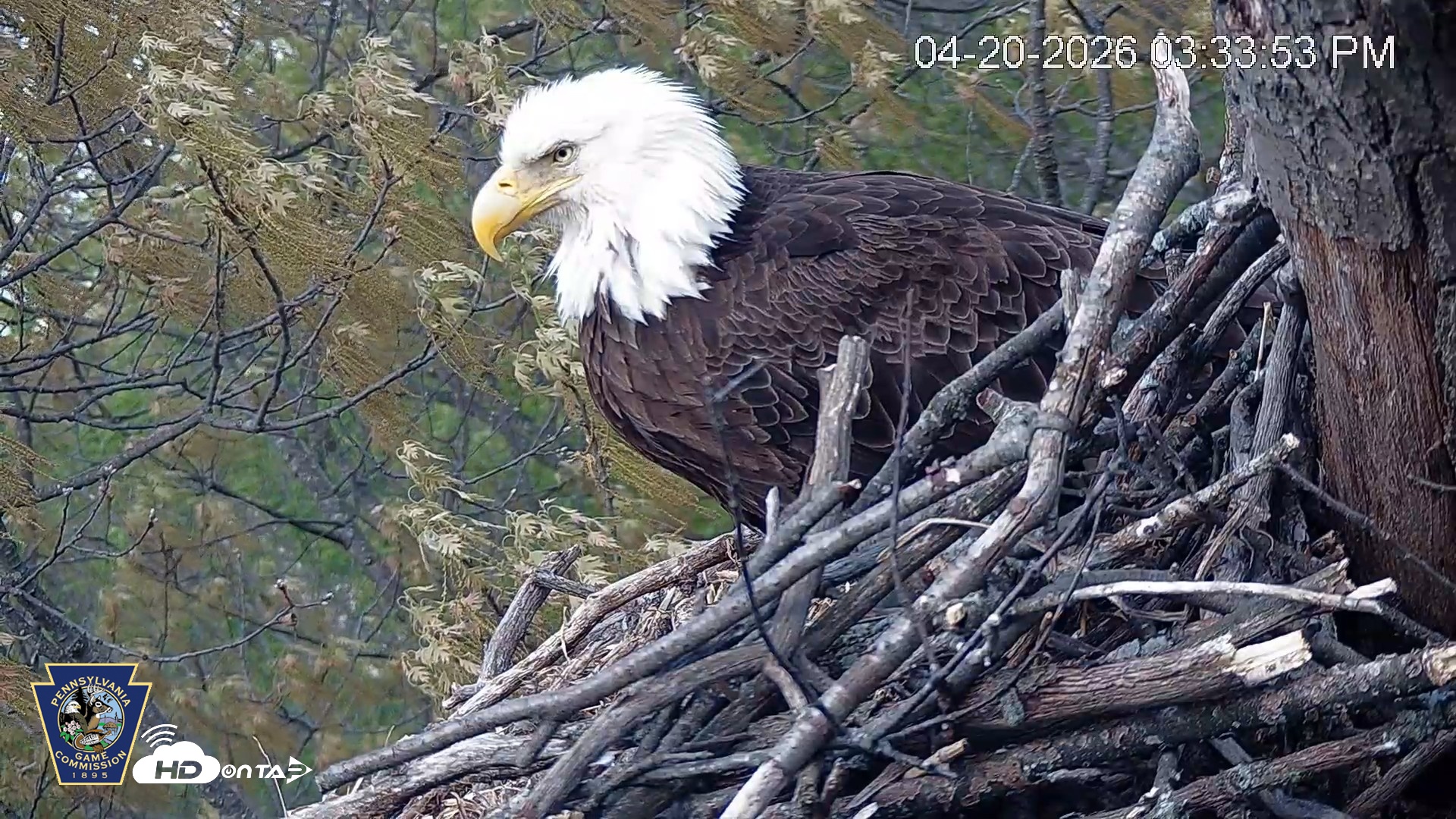 Snapshot of Hanover Eagles Live Cam taken Apr 20, 2026, 3:34pm EDT