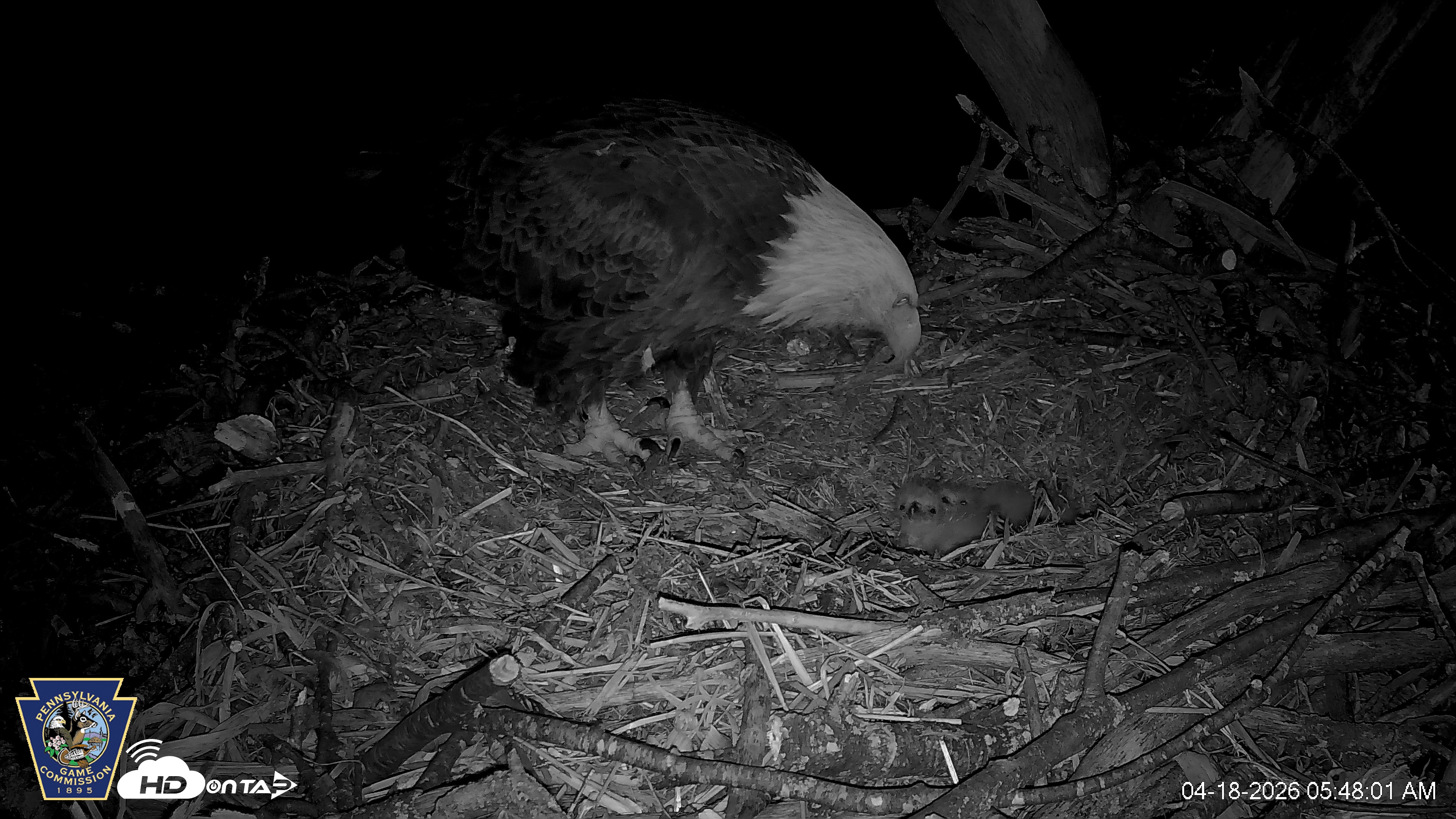 Snapshot of Hanover Eagles Live Cam taken Apr 18, 2026, 5:48am EDT