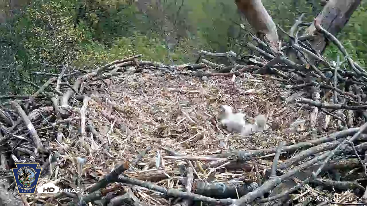 Snapshot of Hanover Eagles Live Cam taken Apr 18, 2026, 1:43pm EDT