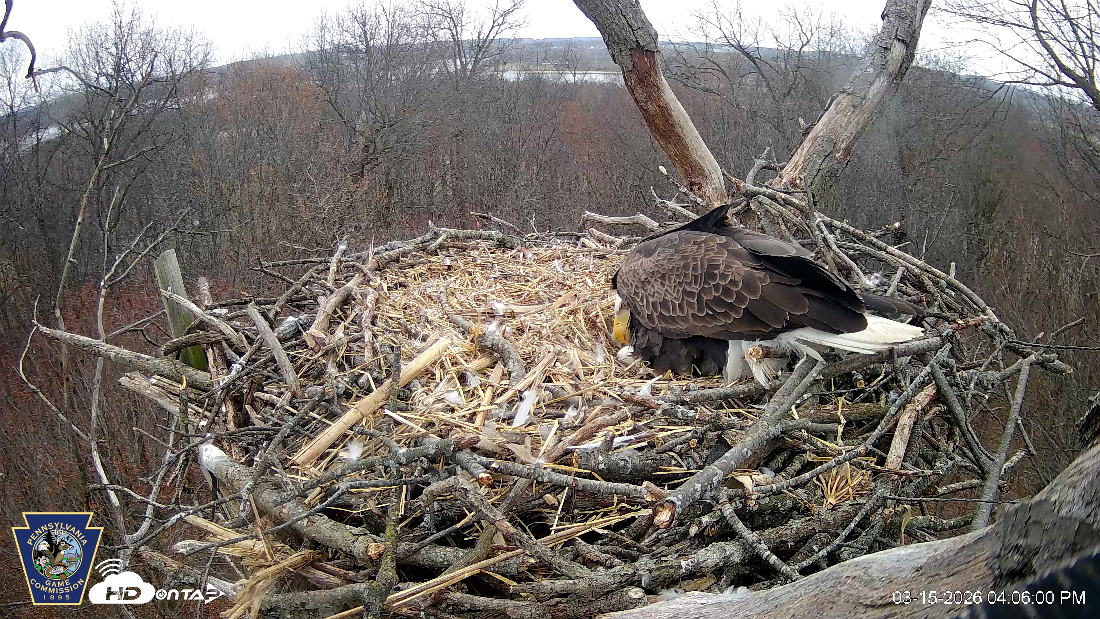 Snapshot of Hanover Eagles Live Cam taken Mar 15, 2026, 4:06pm EDT
