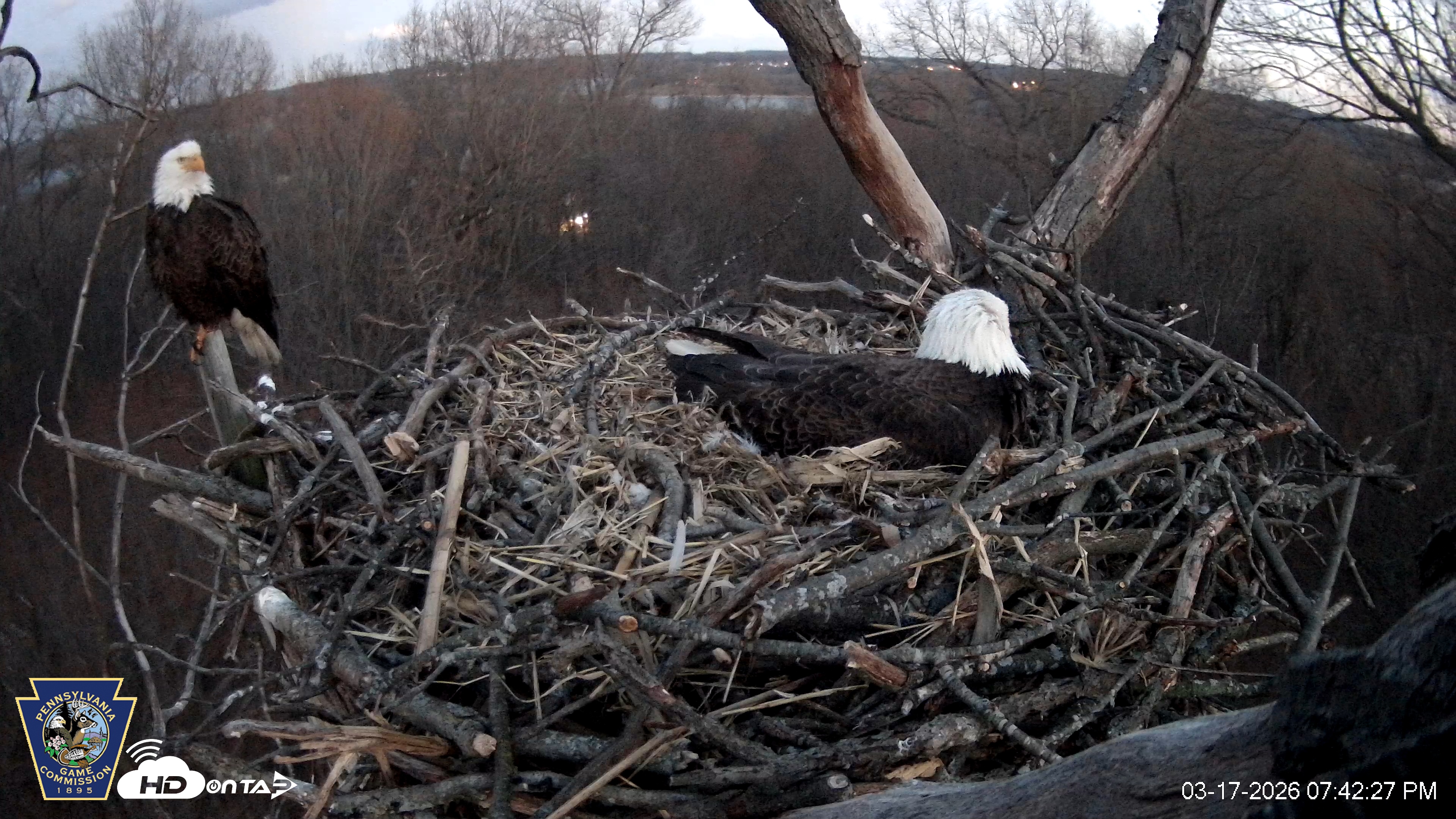 Snapshot of Hanover Eagles Live Cam taken Mar 17, 2026, 7:42pm EDT