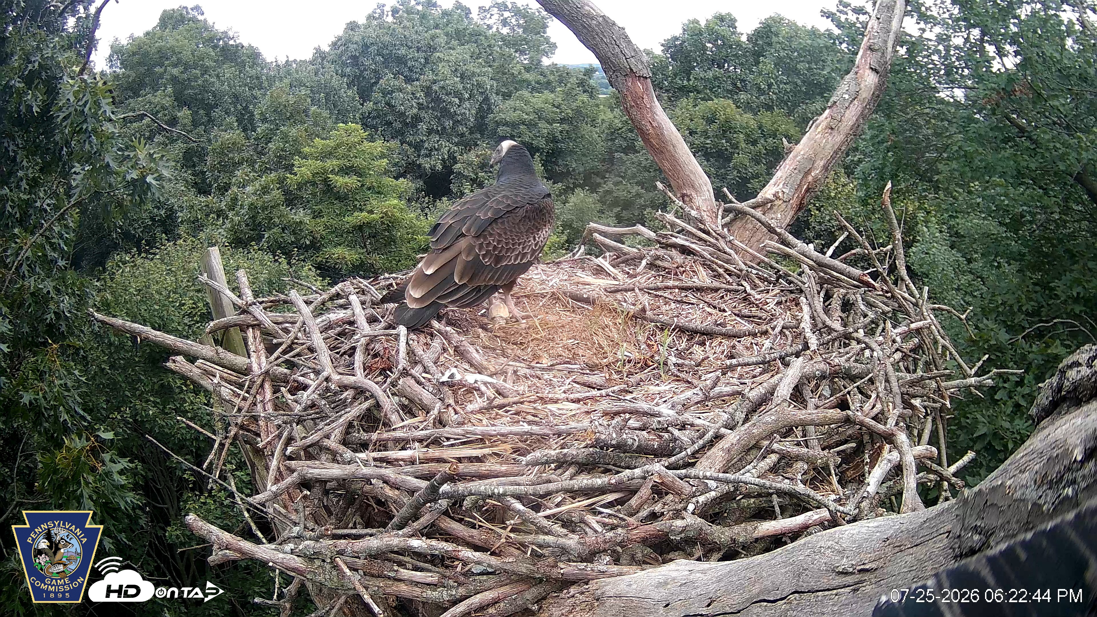 Snapshot of Hanover Eagles Live Cam taken Jul 25, 2026, 6:24pm EDT