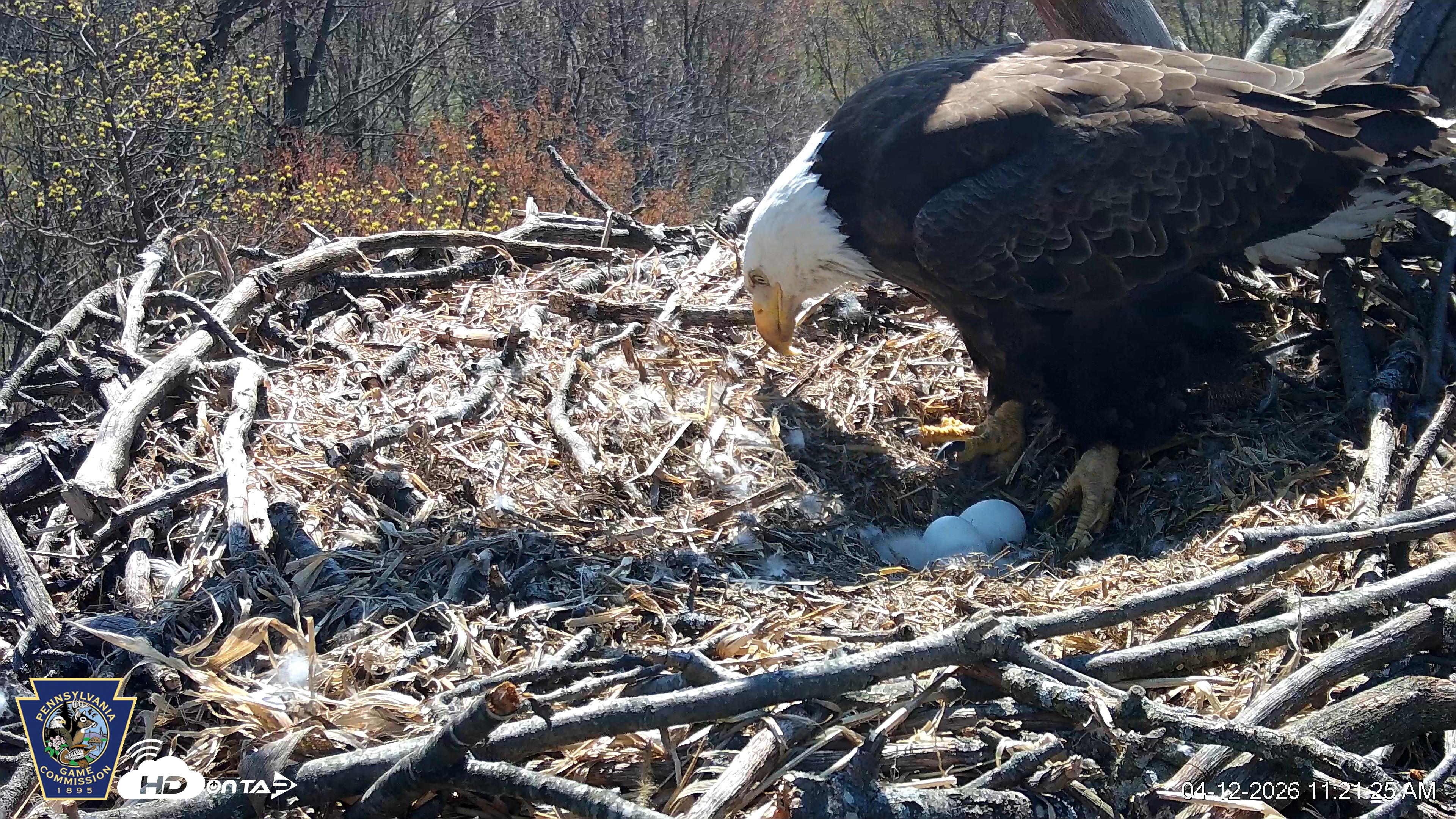 Snapshot of Hanover Eagles Live Cam taken Apr 12, 2026, 11:22am EDT