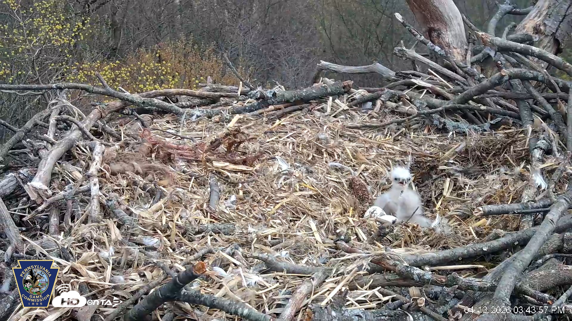 Snapshot of Hanover Eagles Live Cam taken Apr 13, 2026, 3:44pm EDT