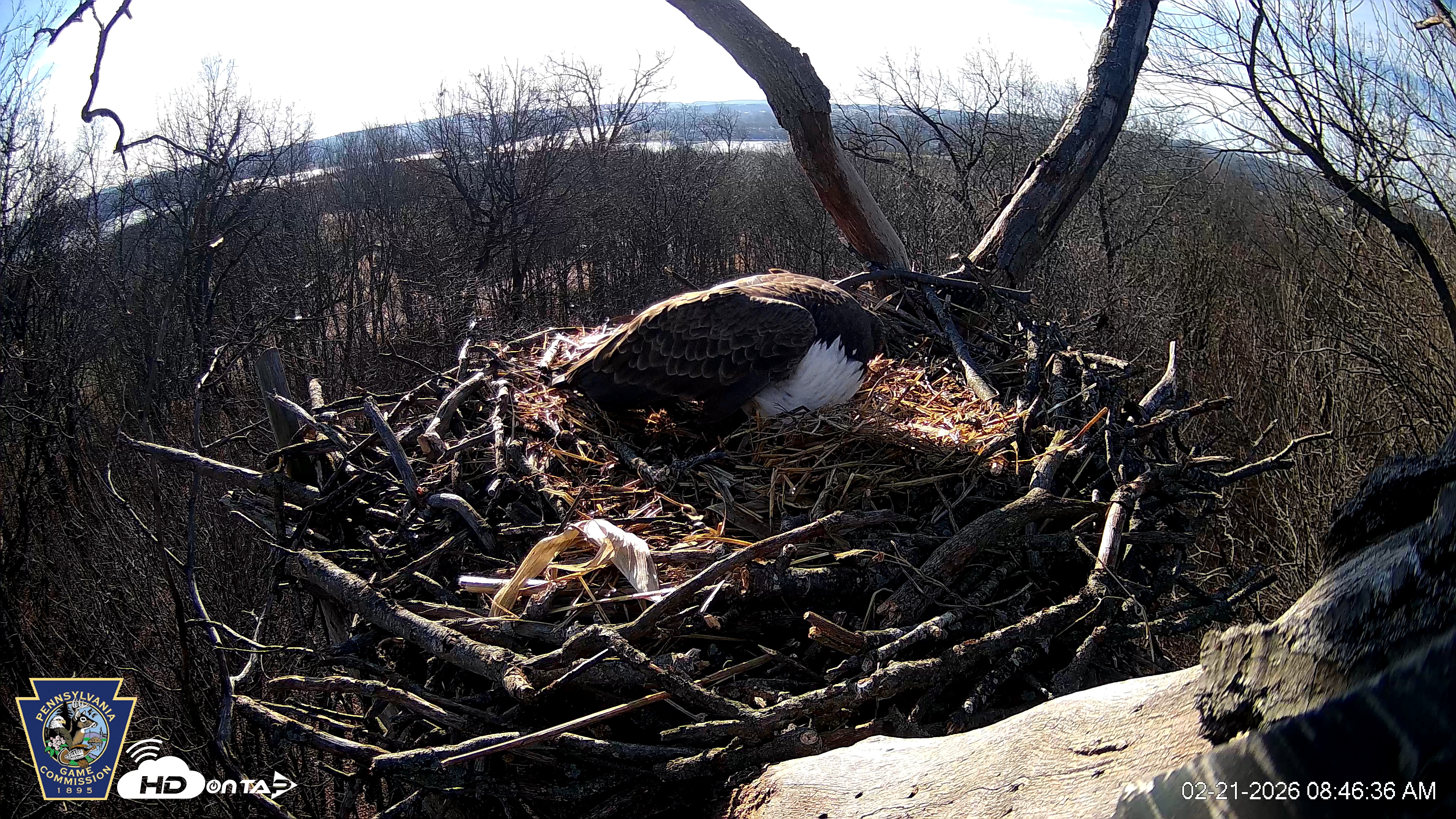 Snapshot of Hanover Eagles Live Cam taken Feb 21, 2026, 8:46am EST