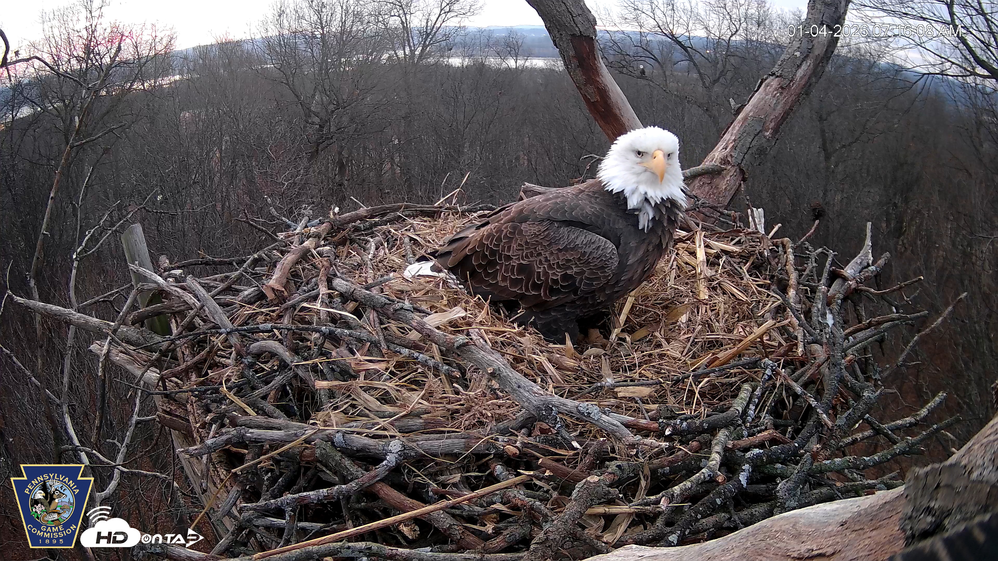 Snapshot of Hanover Eagles Live Cam taken Jan 4, 2026, 7:17am EST