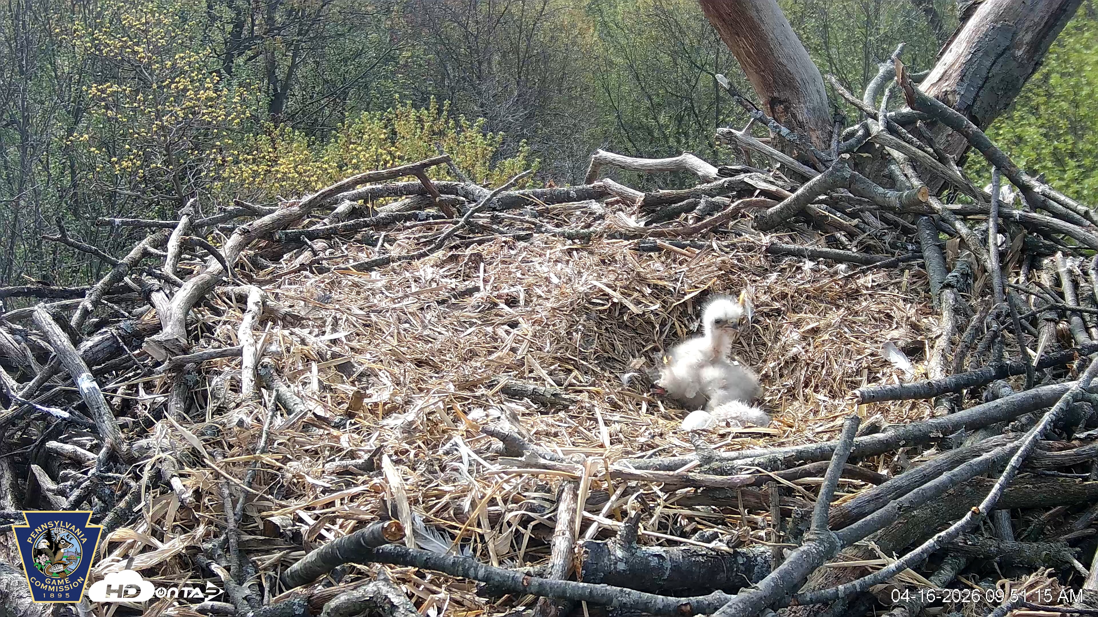 Snapshot of Hanover Eagles Live Cam taken Apr 16, 2026, 9:51am EDT