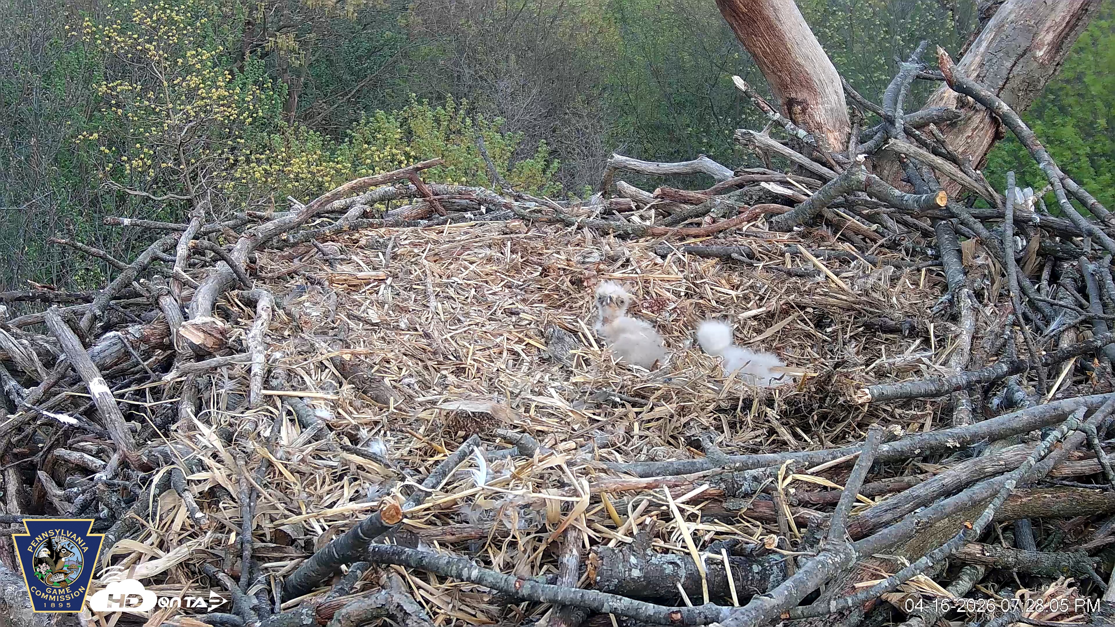 Snapshot of Hanover Eagles Live Cam taken Apr 16, 2026, 7:28pm EDT