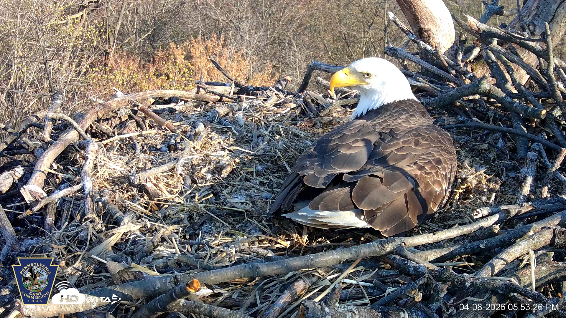 Snapshot of Hanover Eagles Live Cam taken Apr 8, 2026, 5:54pm EDT
