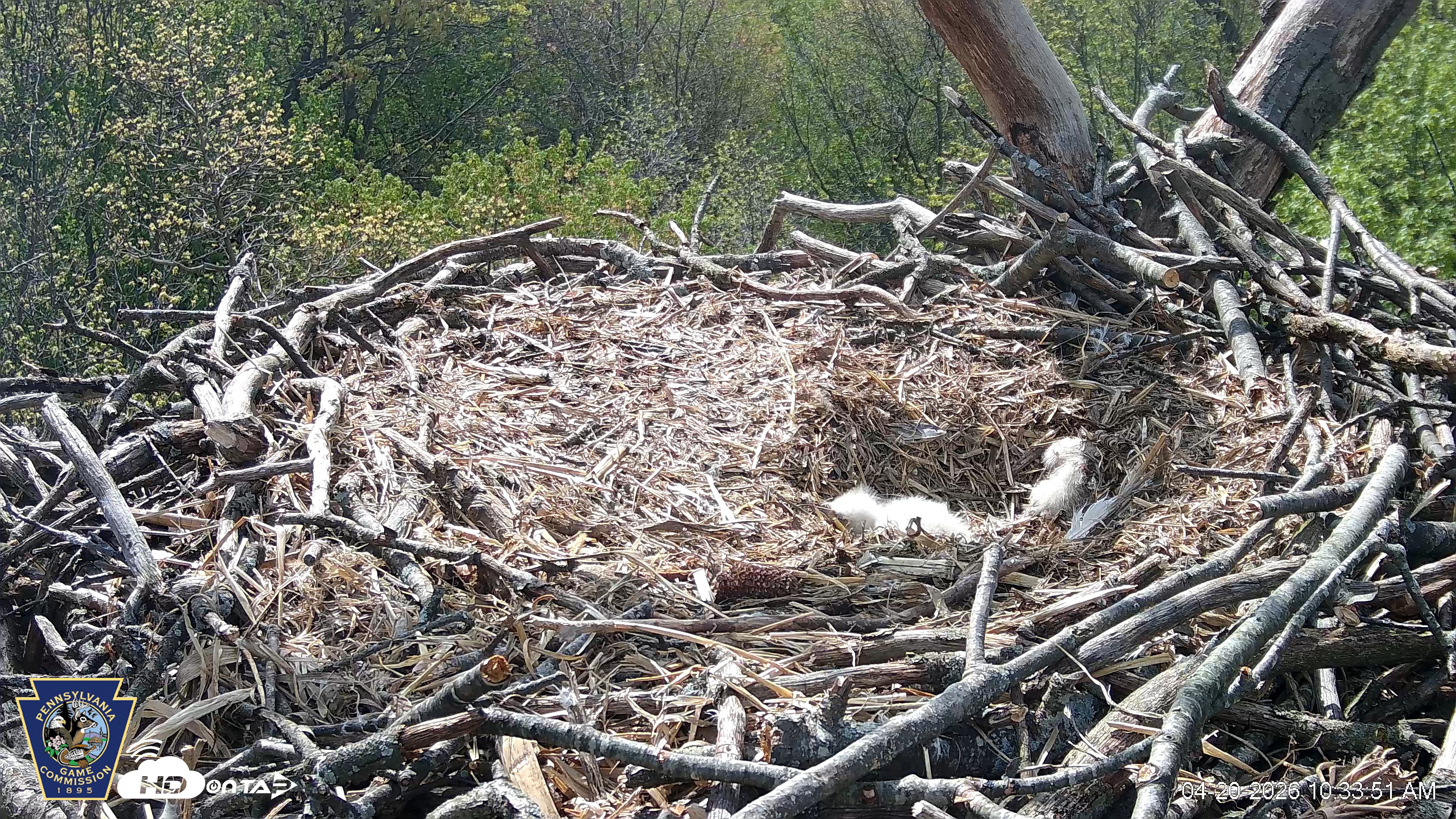 Snapshot of Hanover Eagles Live Cam taken Apr 20, 2026, 10:33am EDT