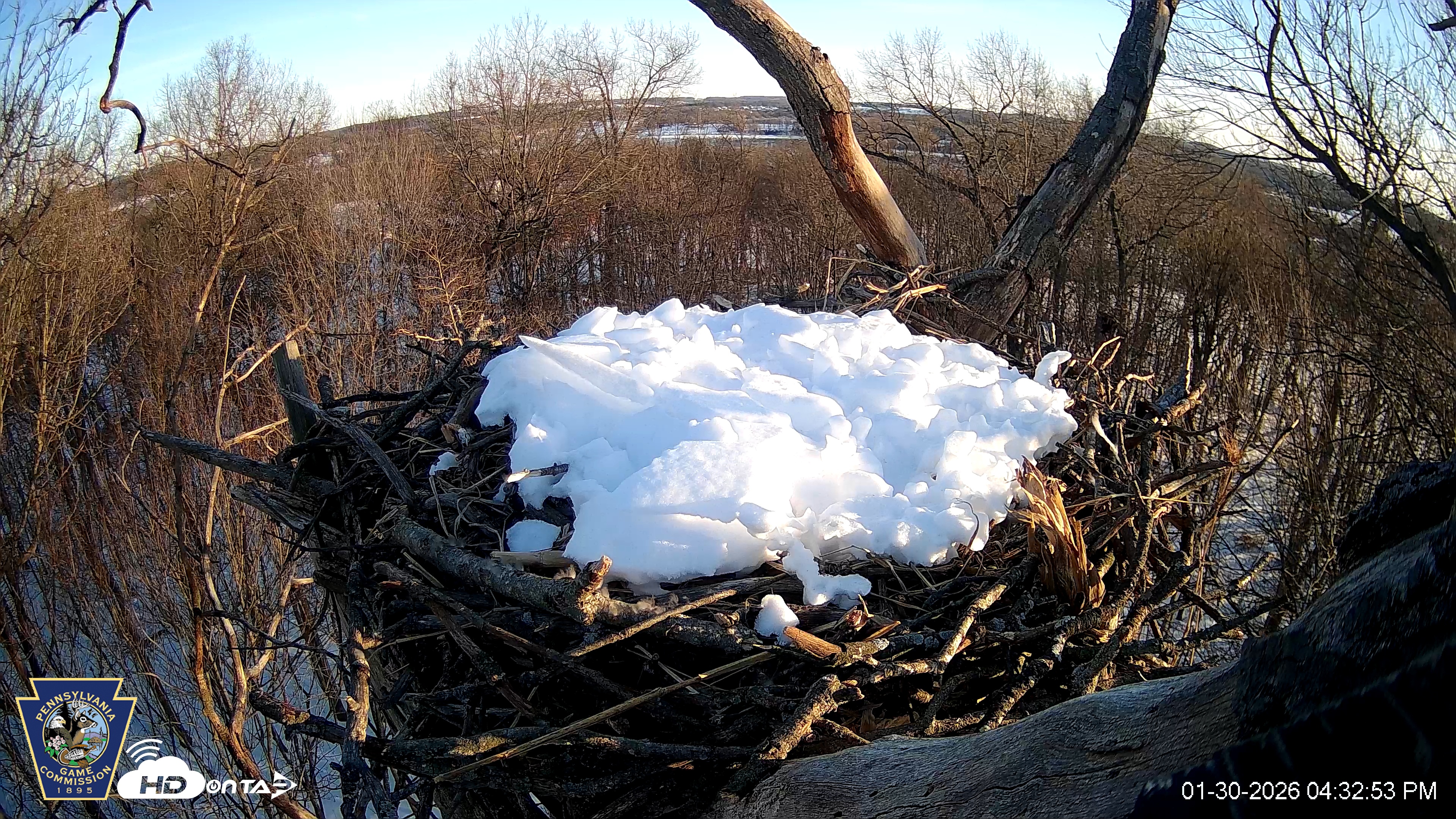 Snapshot of Hanover Eagles Live Cam taken Jan 30, 2026, 4:34pm EST