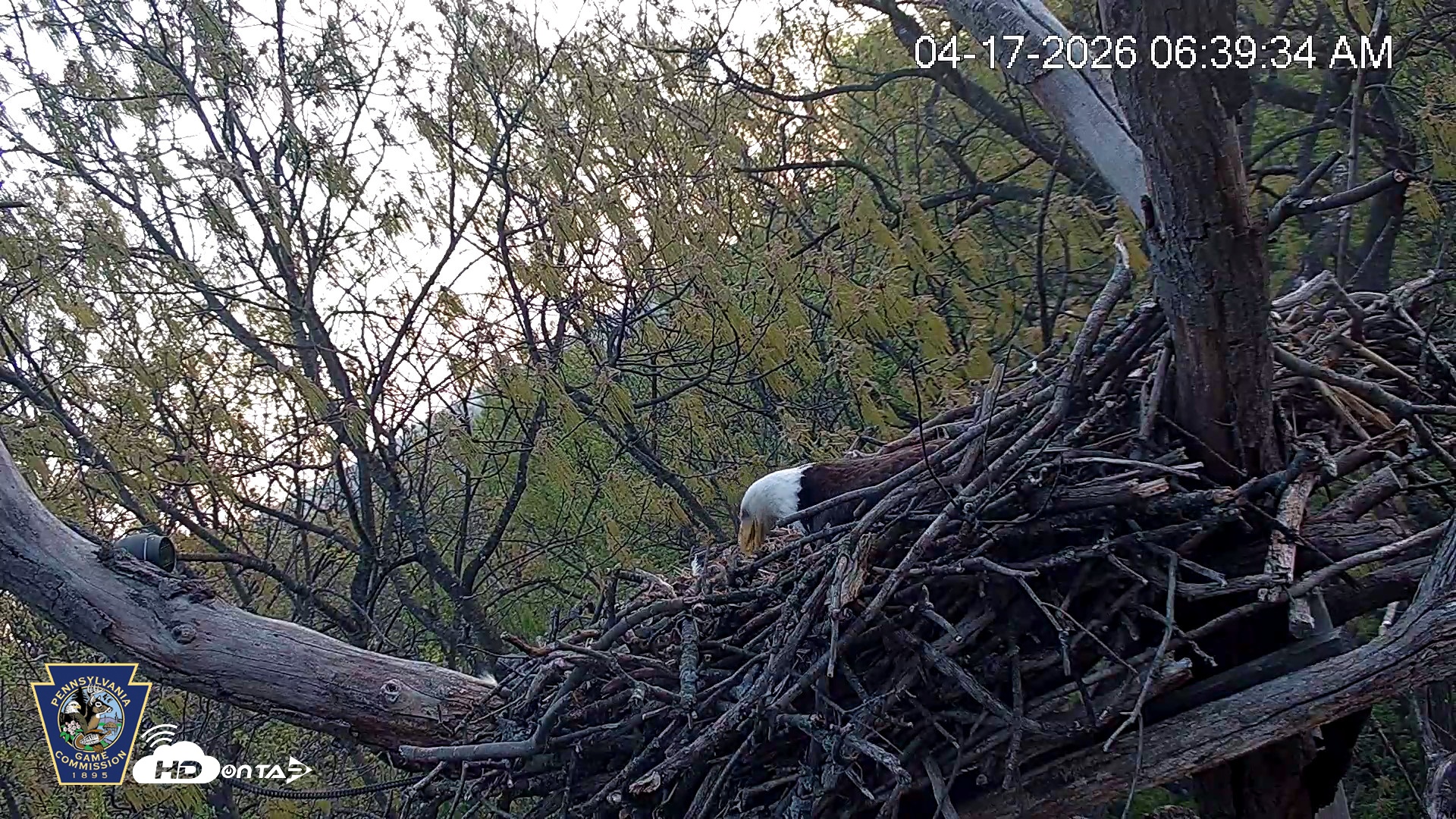 Snapshot of Hanover Eagles Live Cam taken Apr 17, 2026, 6:40am EDT
