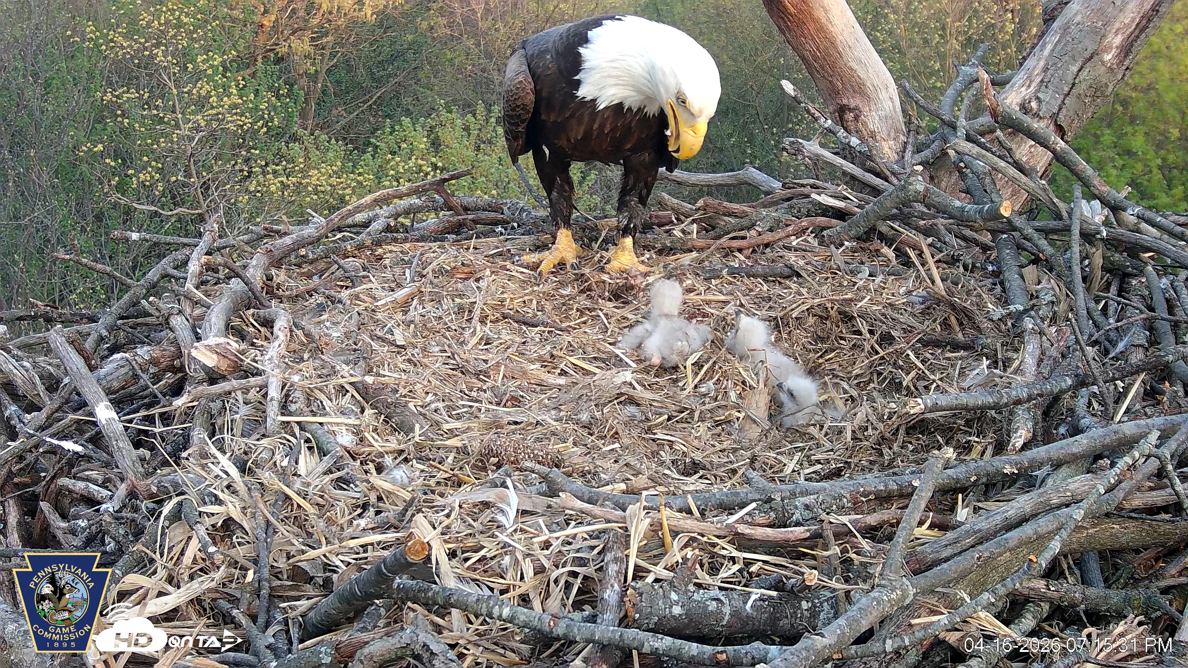 Snapshot of Hanover Eagles Live Cam taken Apr 16, 2026, 7:17pm EDT