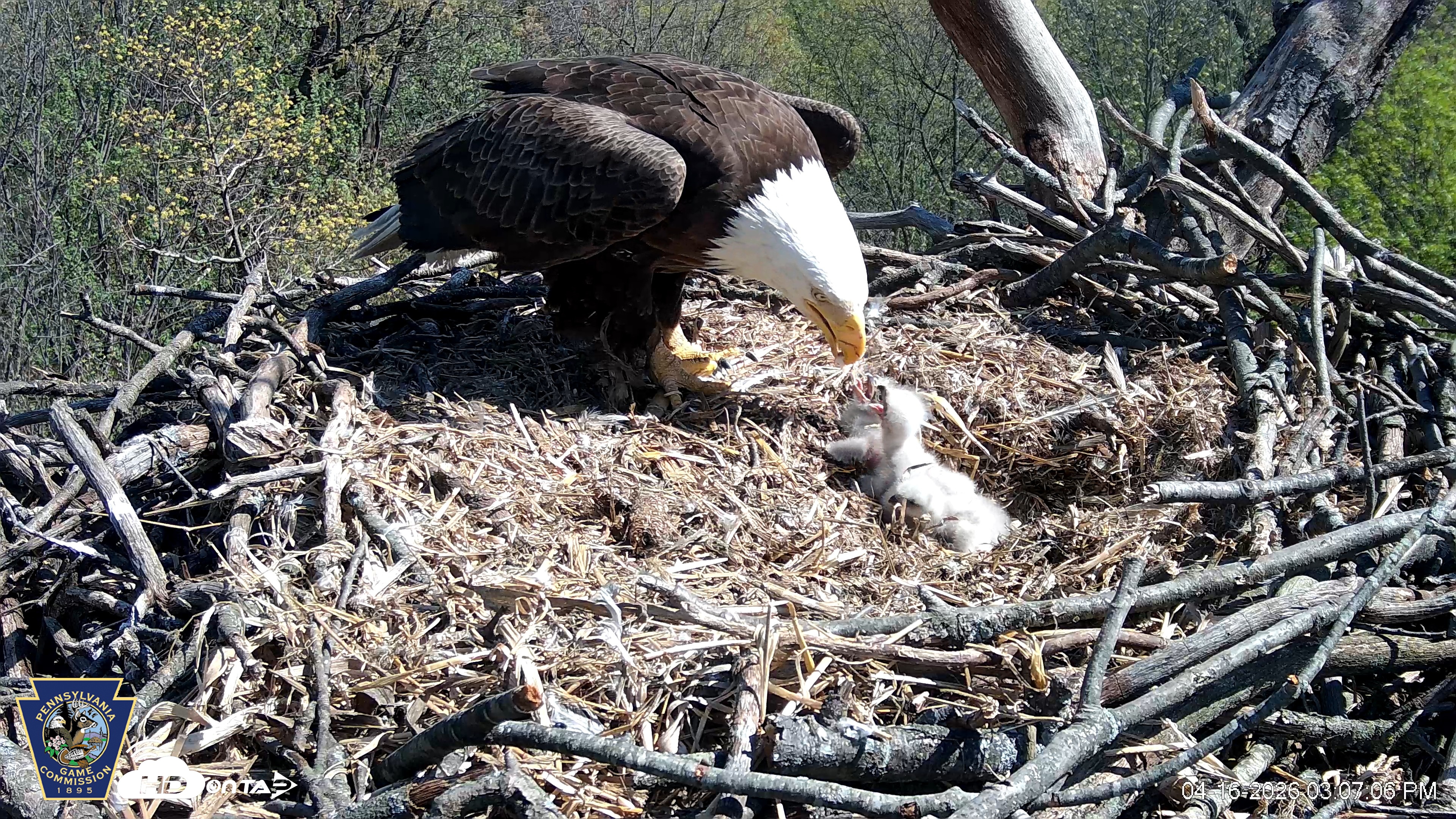 Snapshot of Hanover Eagles Live Cam taken Apr 16, 2026, 3:07pm EDT