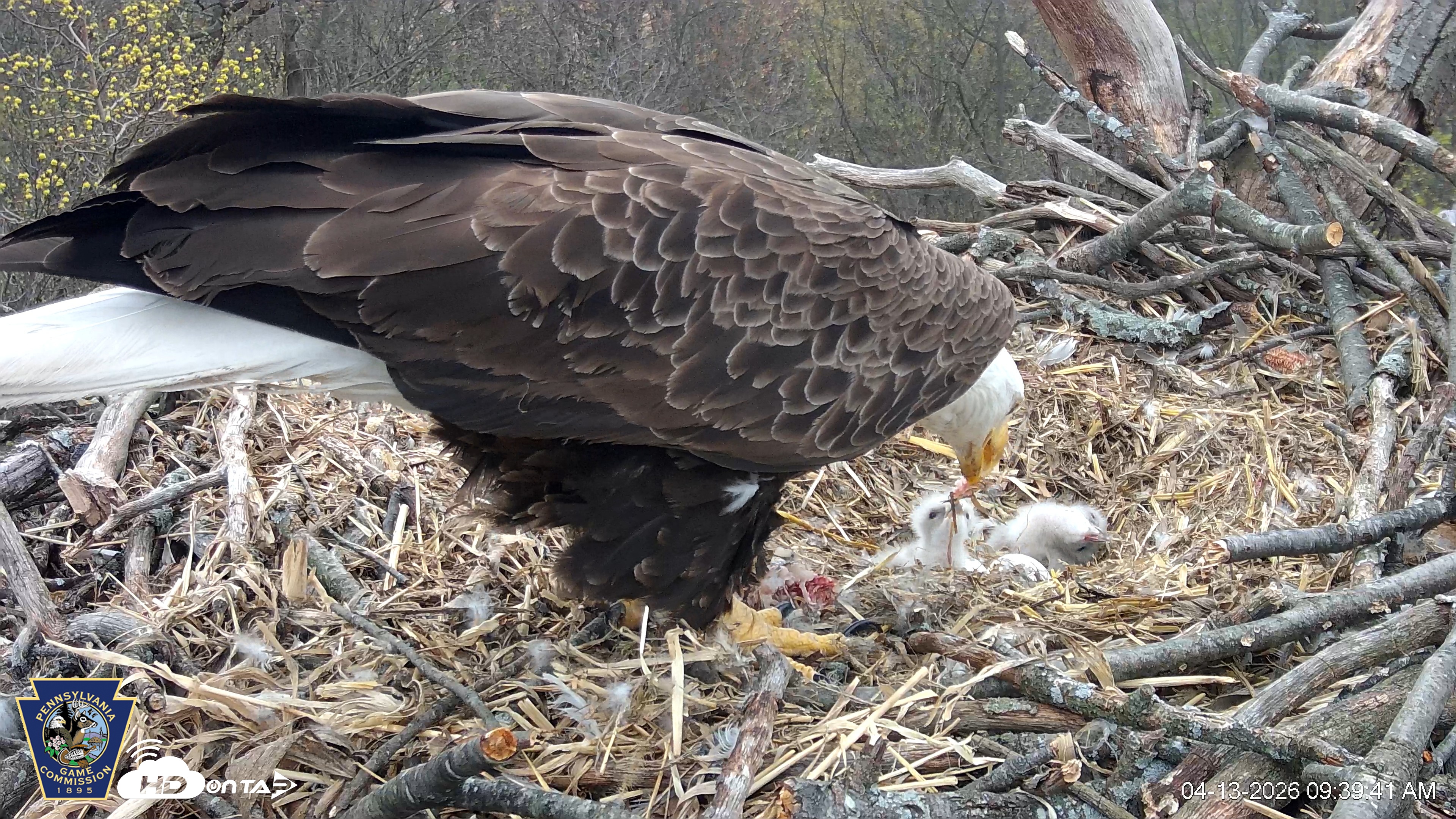 Snapshot of Hanover Eagles Live Cam taken Apr 13, 2026, 9:40am EDT
