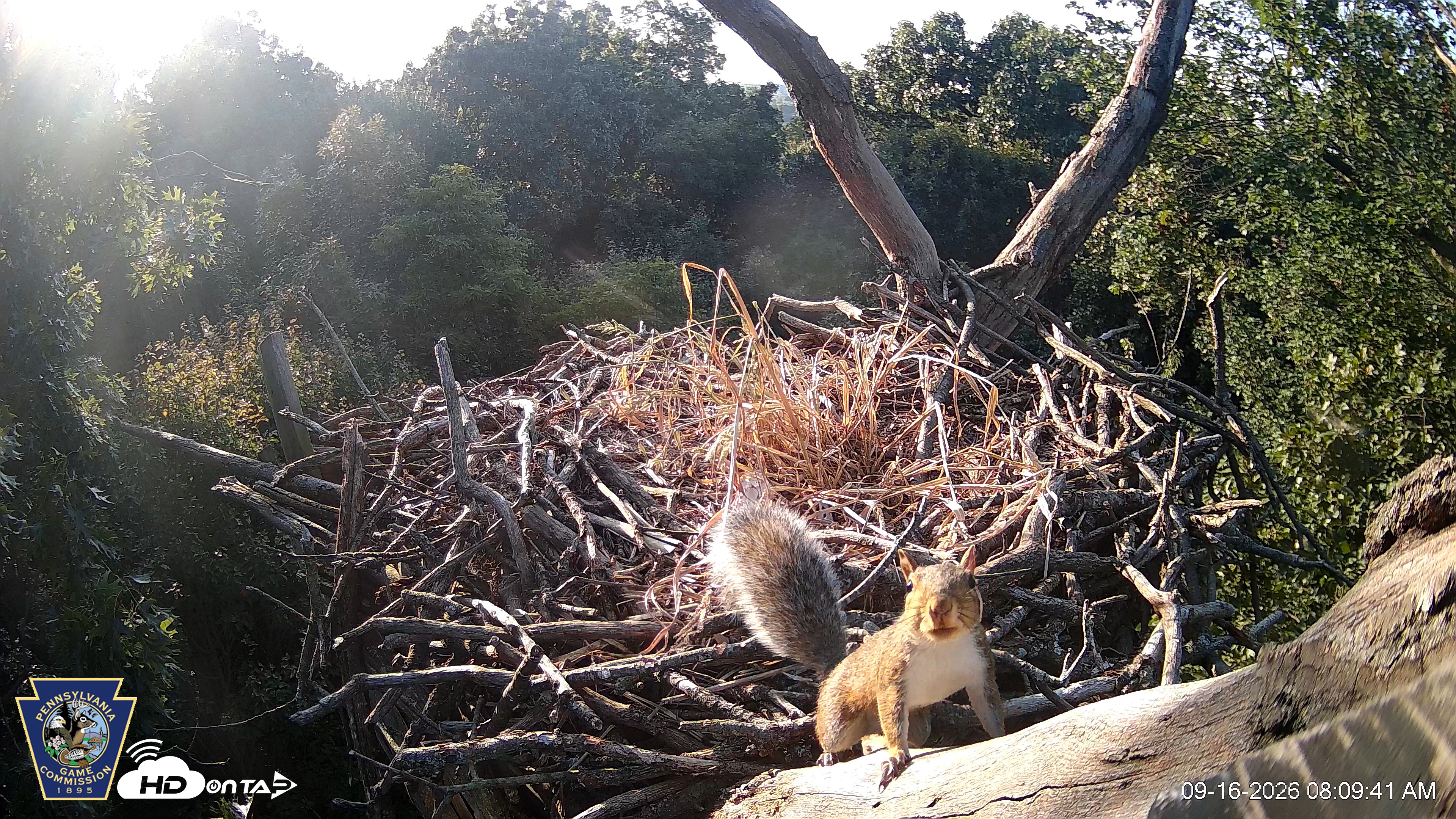 Snapshot of Hanover Eagles Live Cam taken Sep 16, 2026, 8:10am EDT