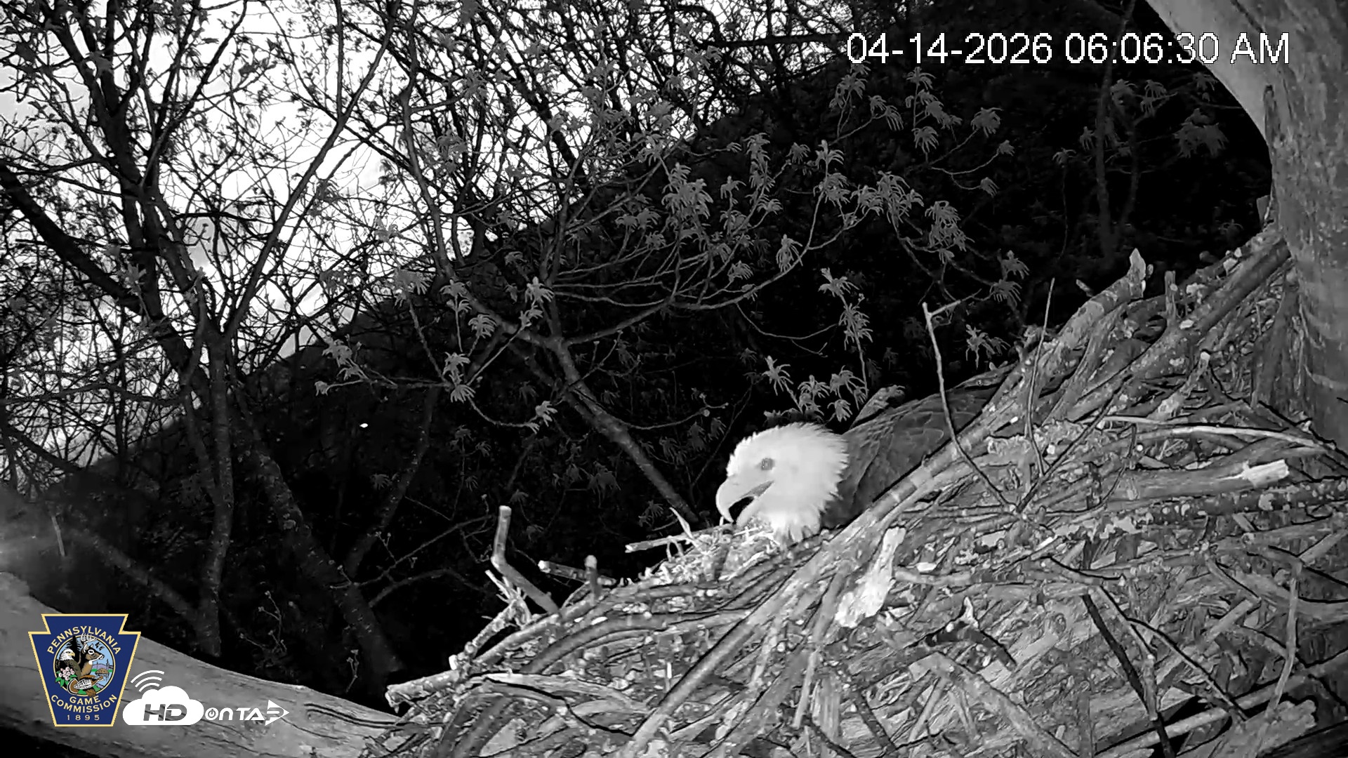 Snapshot of Hanover Eagles Live Cam taken Apr 14, 2026, 6:07am EDT