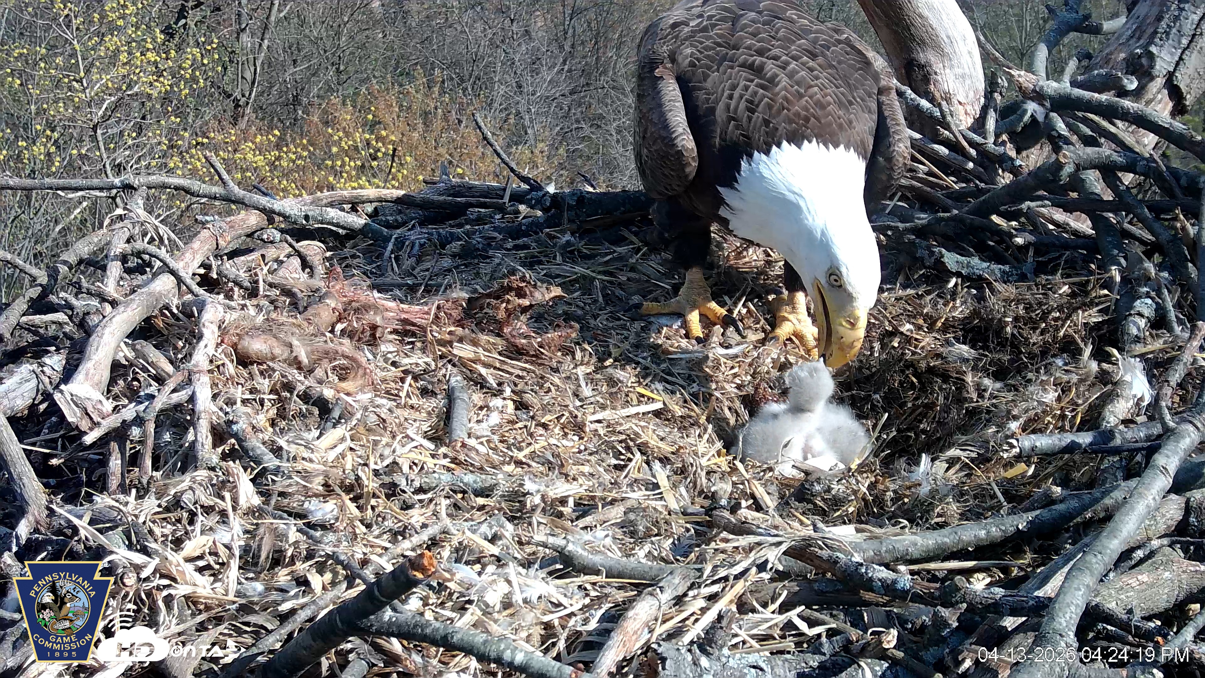 Snapshot of Hanover Eagles Live Cam taken Apr 13, 2026, 4:24pm EDT