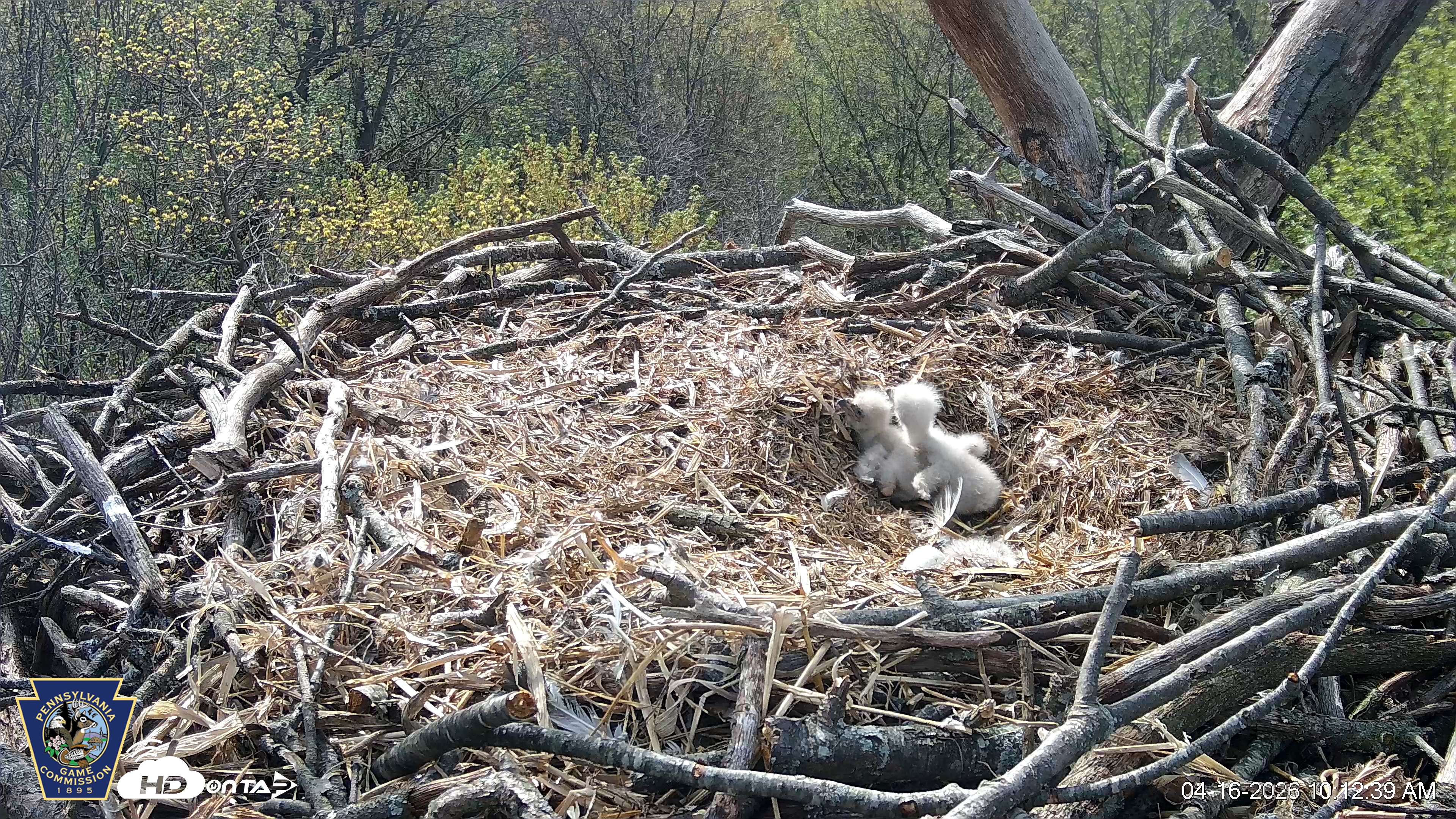Snapshot of Hanover Eagles Live Cam taken Apr 16, 2026, 10:14am EDT