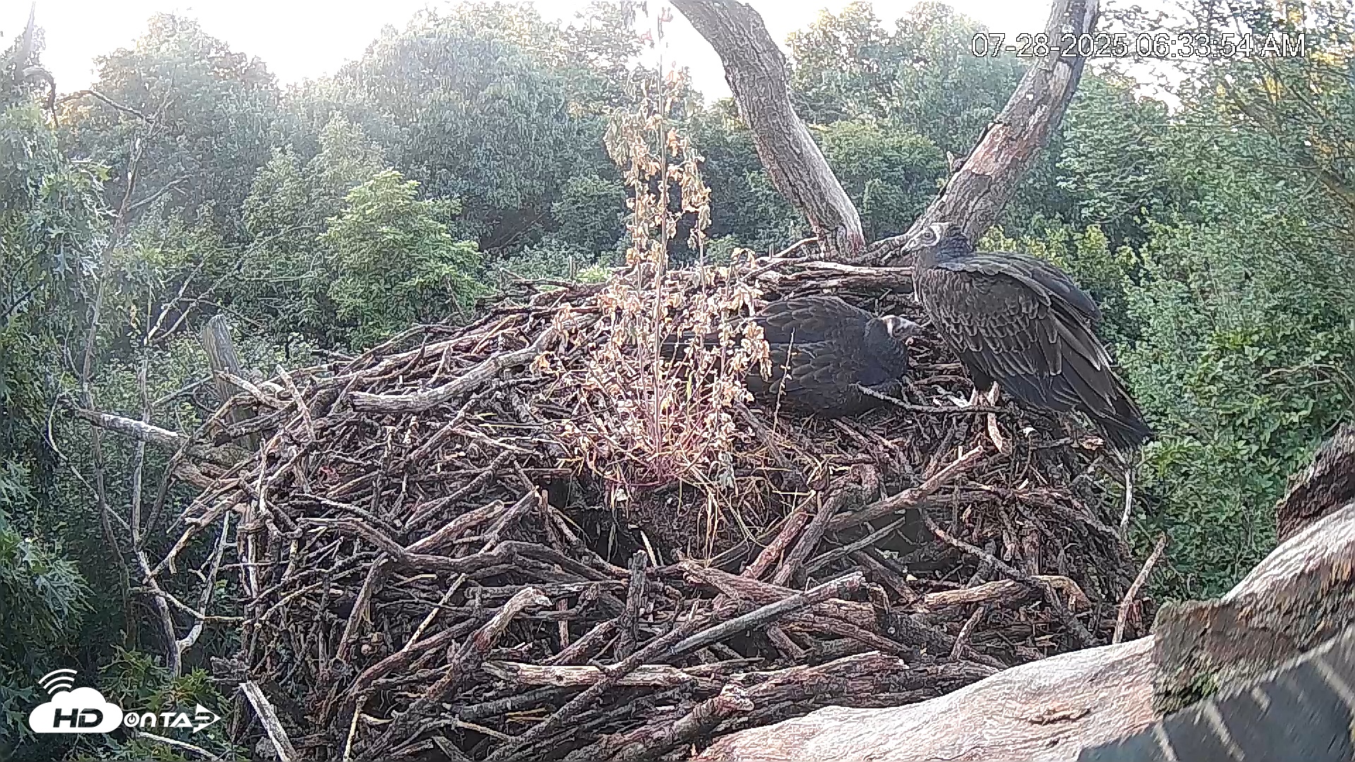 Snapshot of Hanover Eagles Live Cam taken Jul 28, 2025, 6:33am EDT