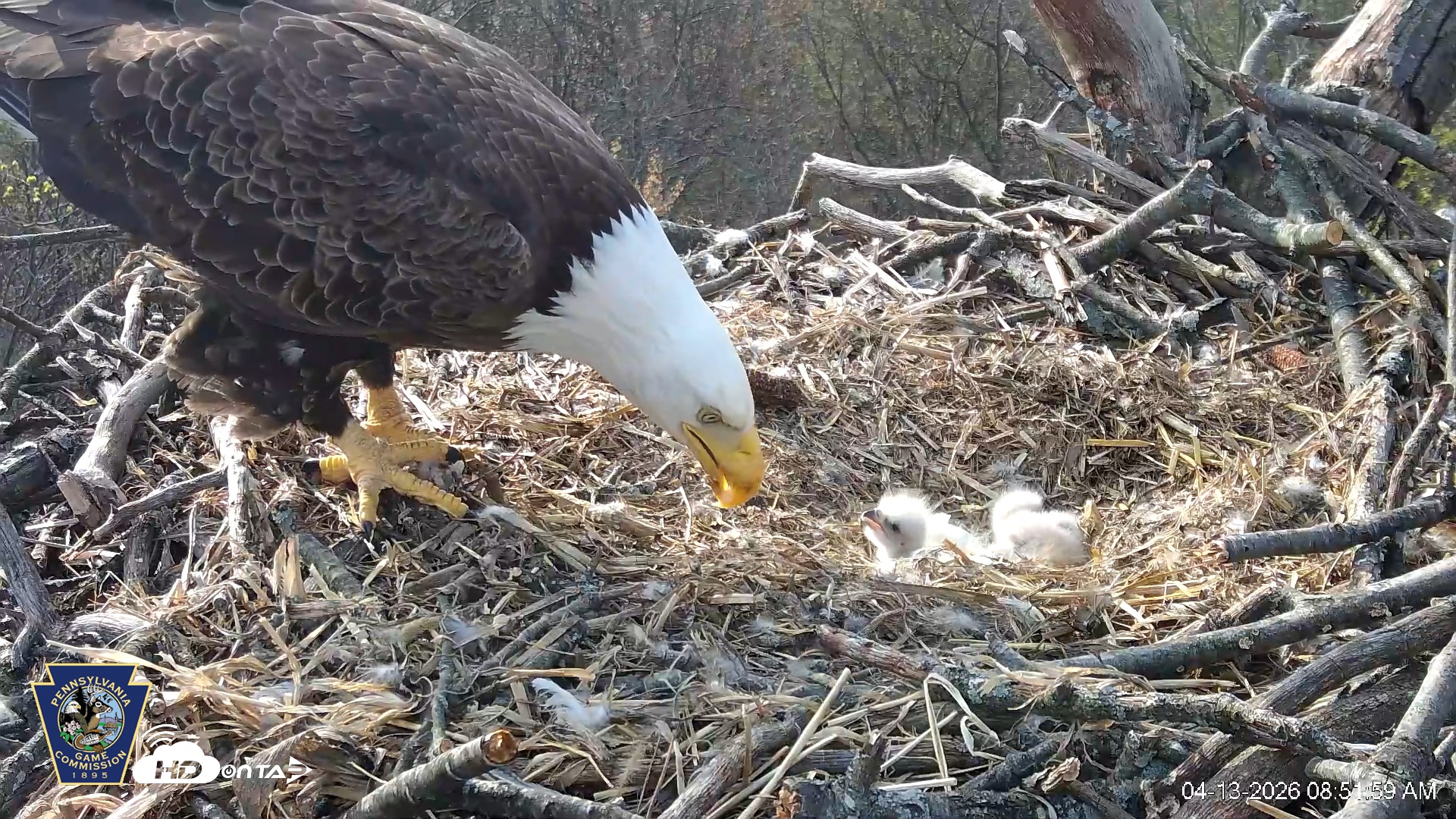 Snapshot of Hanover Eagles Live Cam taken Apr 13, 2026, 8:52am EDT