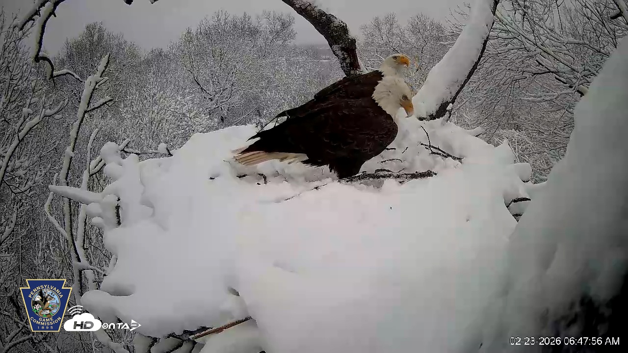 Snapshot of Hanover Eagles Live Cam taken Feb 23, 2026, 6:48am EST