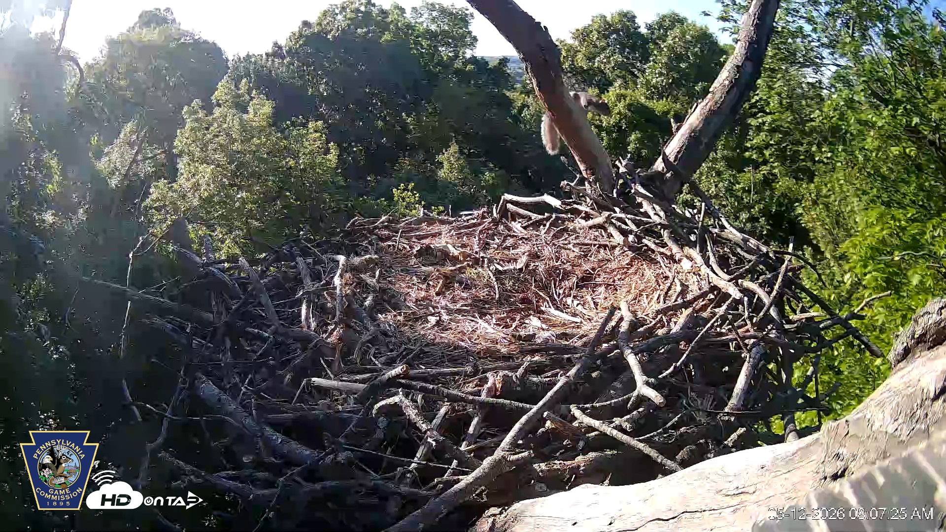 Snapshot of Hanover Eagles Live Cam taken May 12, 2026, 8:08am EDT