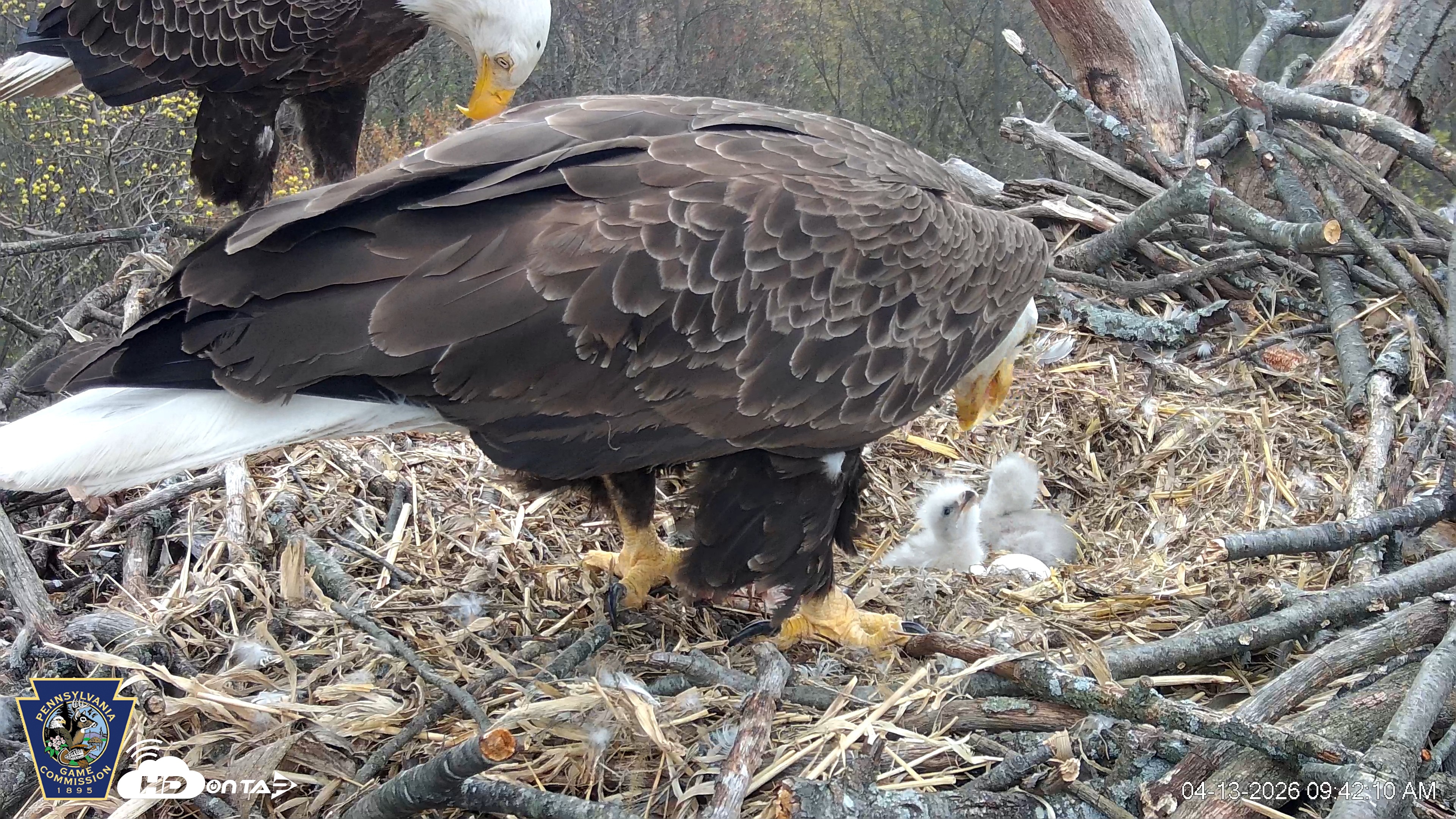 Snapshot of Hanover Eagles Live Cam taken Apr 13, 2026, 9:42am EDT