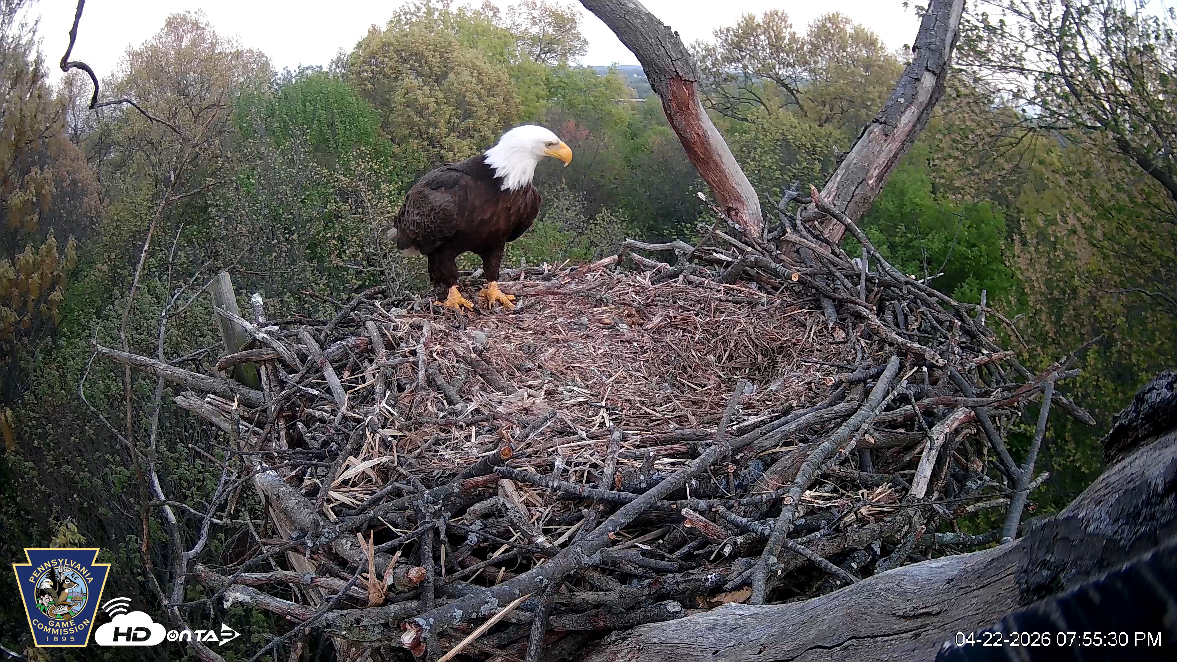 Snapshot of Hanover Eagles Live Cam taken Apr 22, 2026, 7:55pm EDT