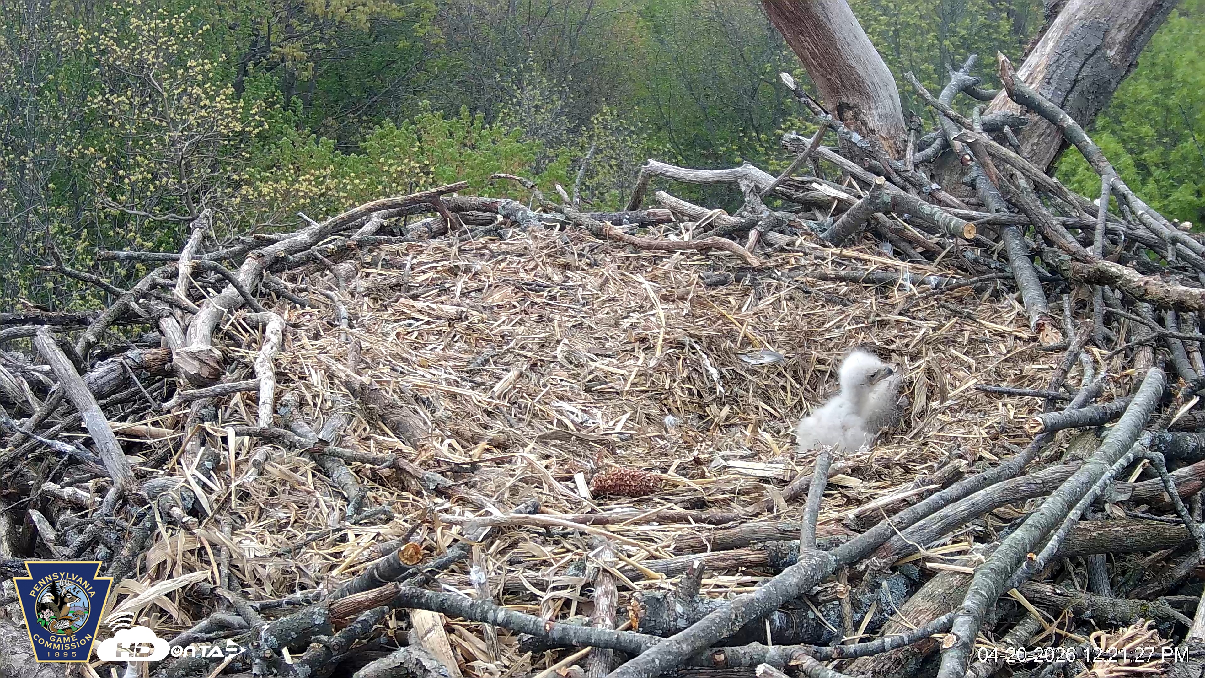 Snapshot of Hanover Eagles Live Cam taken Apr 20, 2026, 12:22pm EDT